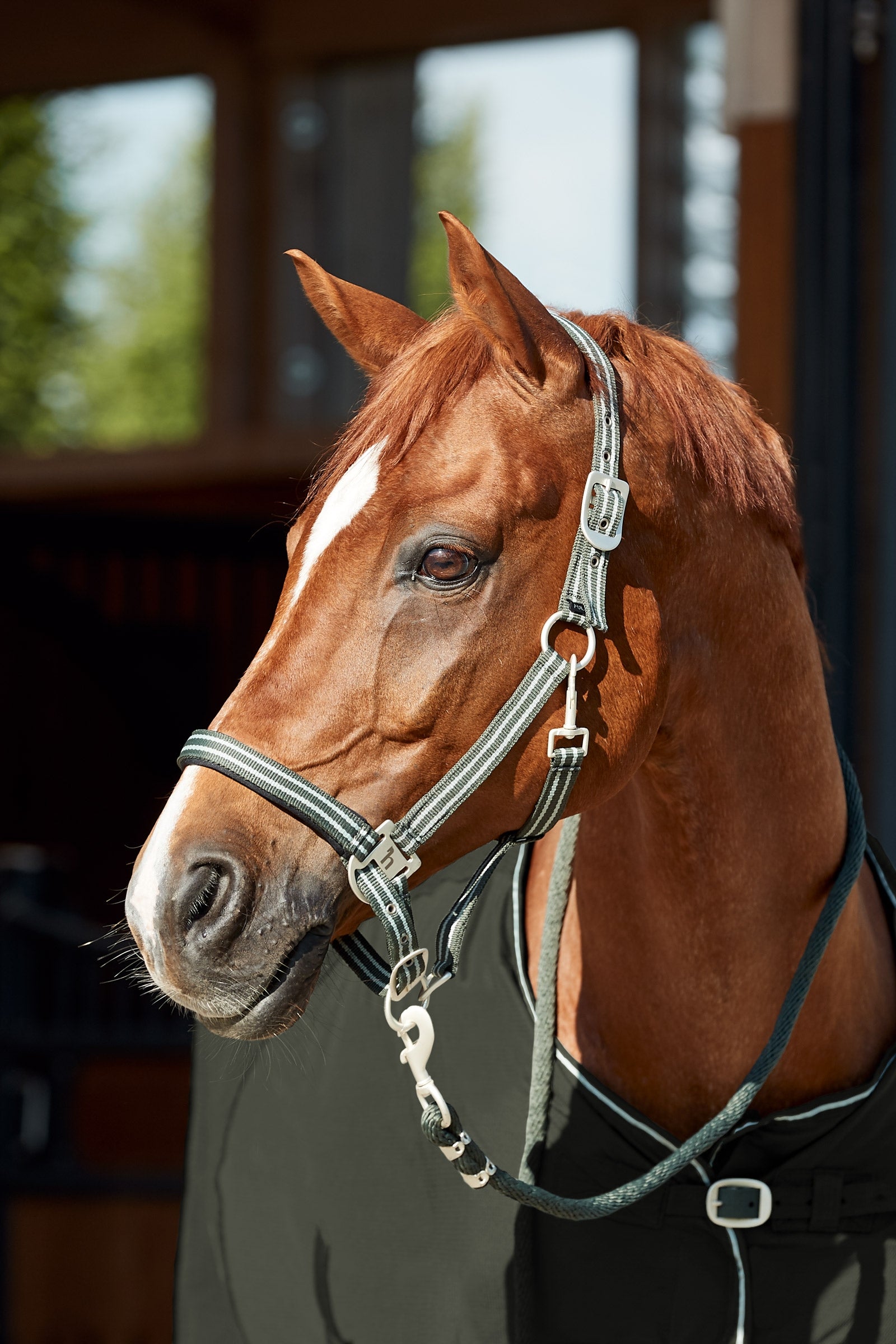 Horze Bari Halter & Lead Set Halters & Leads