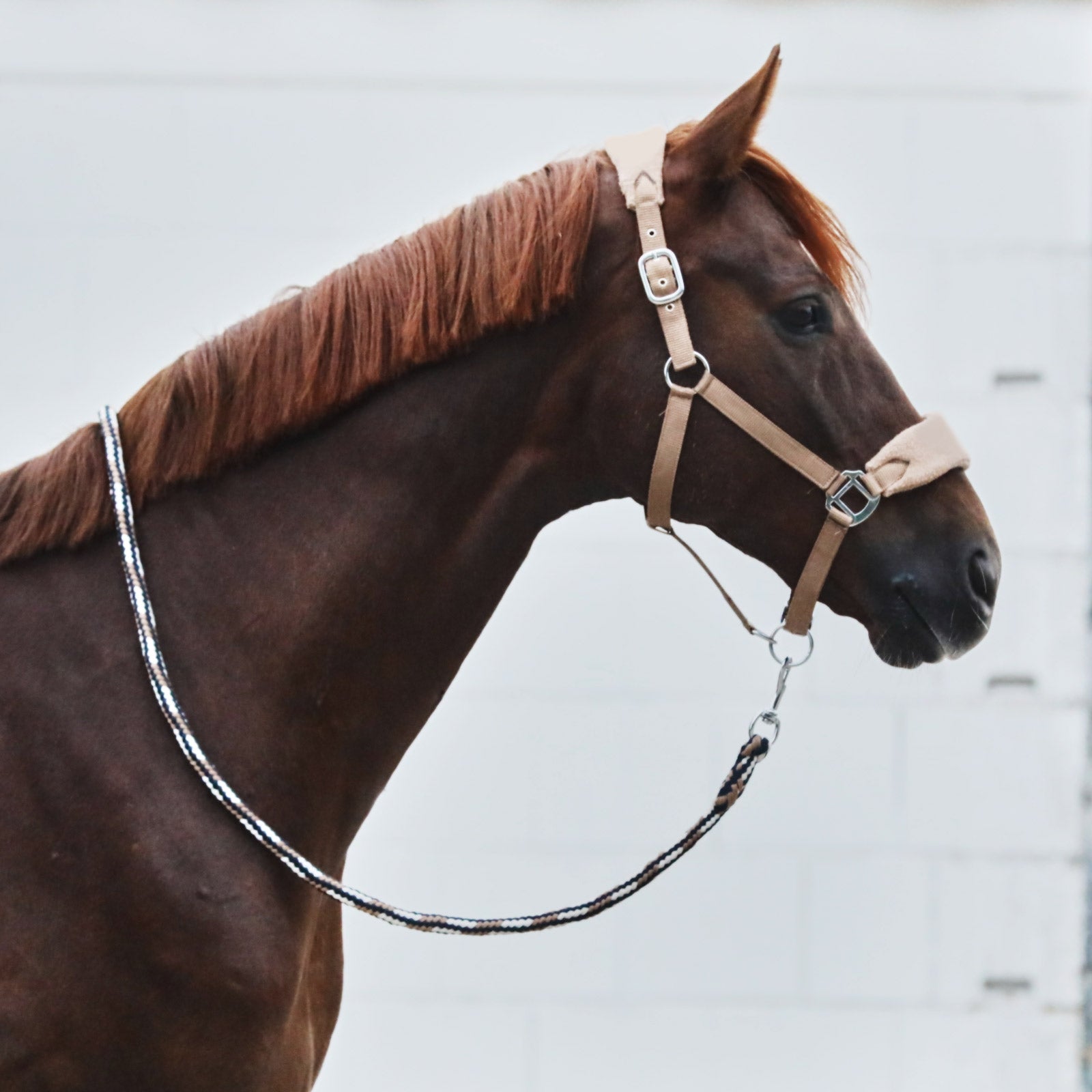 Horze Kiel Lead Halters & Leads