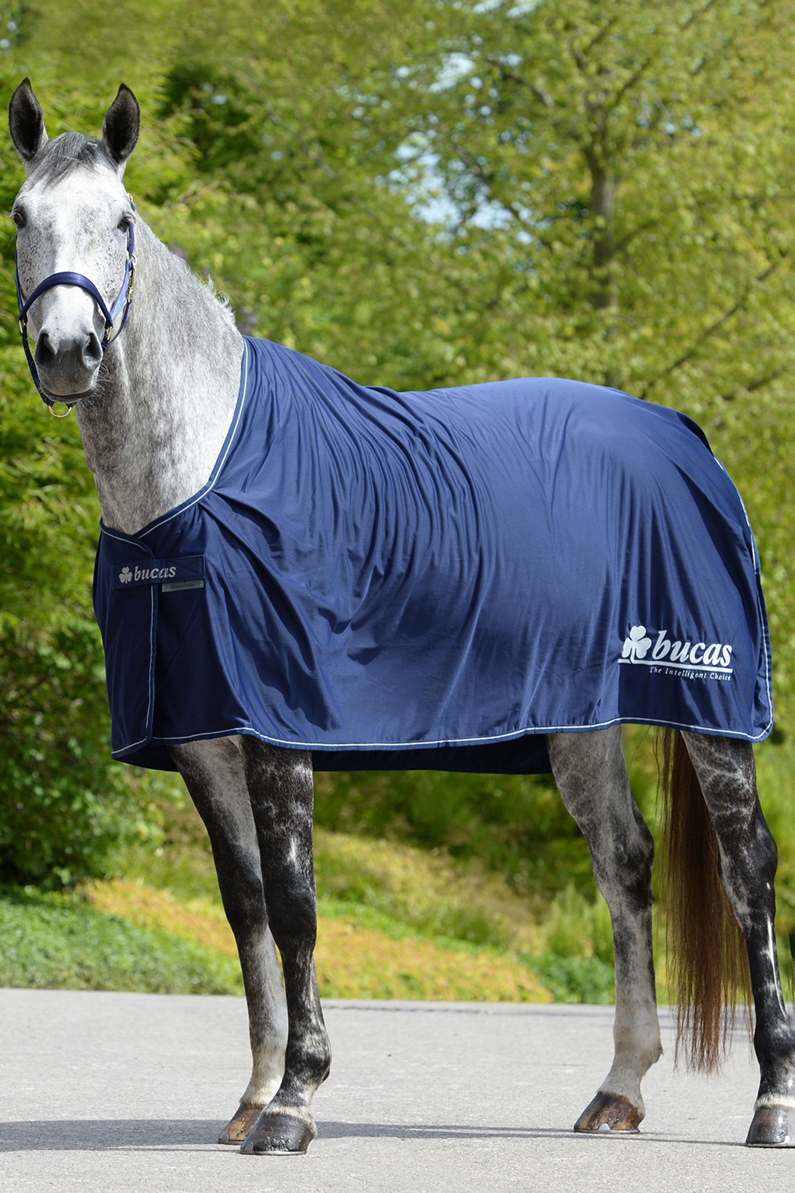 Bucas Power Prize Cooler Dekken