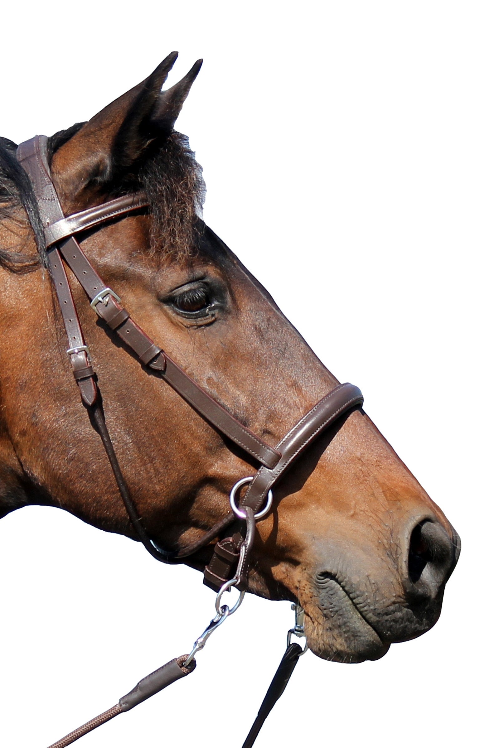 F.R.A. Freedom Riding Articles El Camin bittless bridle (system 5) med myke tøyler Hodelag & Tøyler