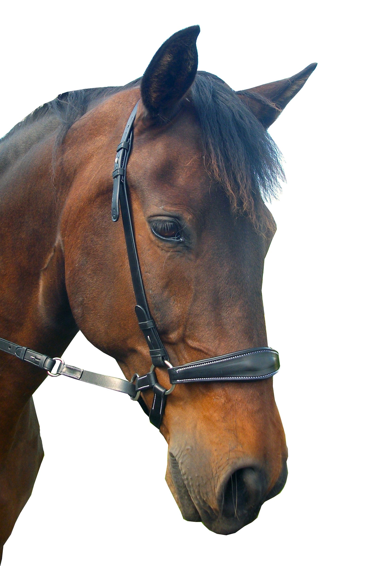 F.R.A. Freedom Riding Articles Lami bitless bridle (system 4) med tøyler og krokfeste Hodelag & Tøyler