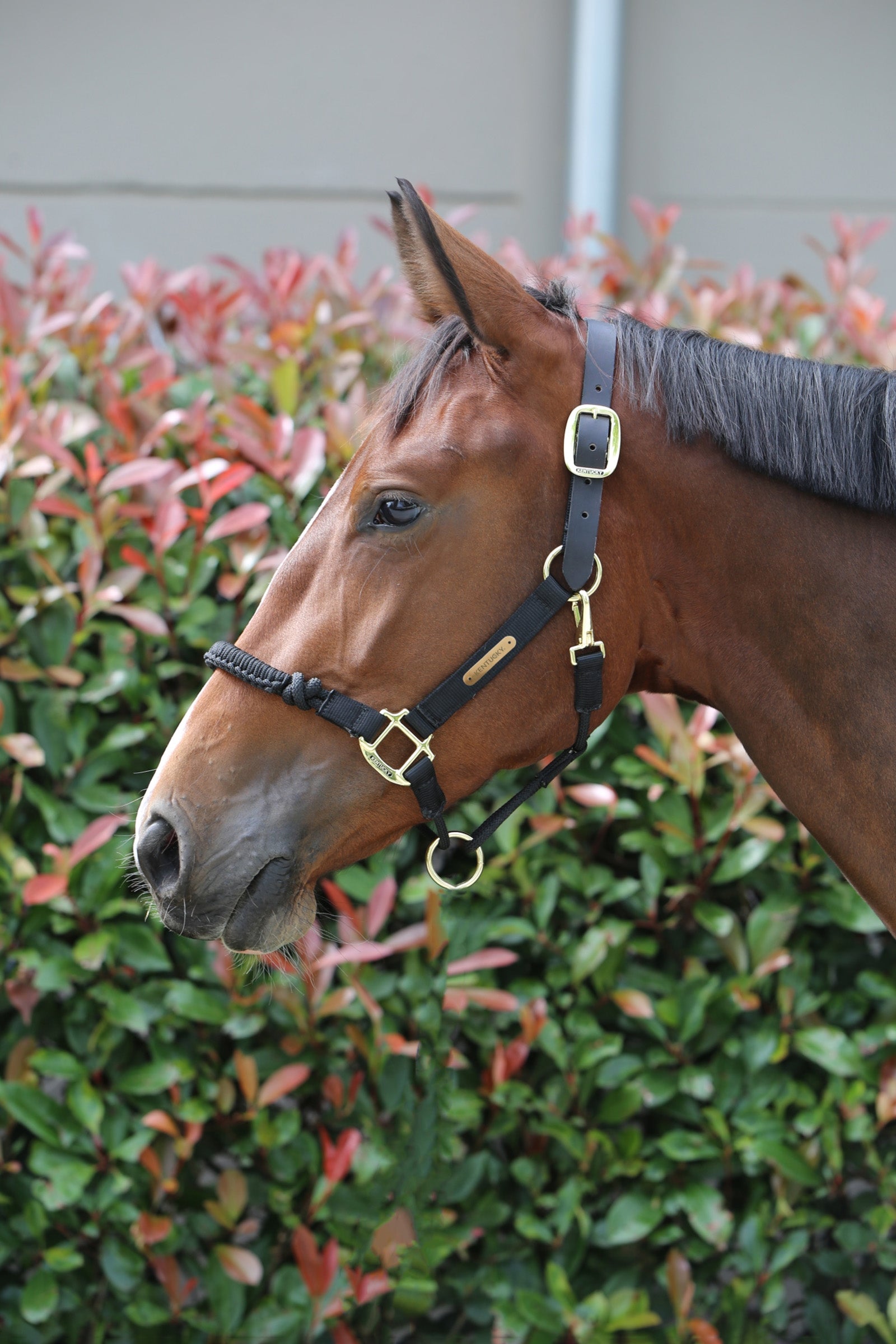 Kentucky Horsewear Control grime Grimer og leietau