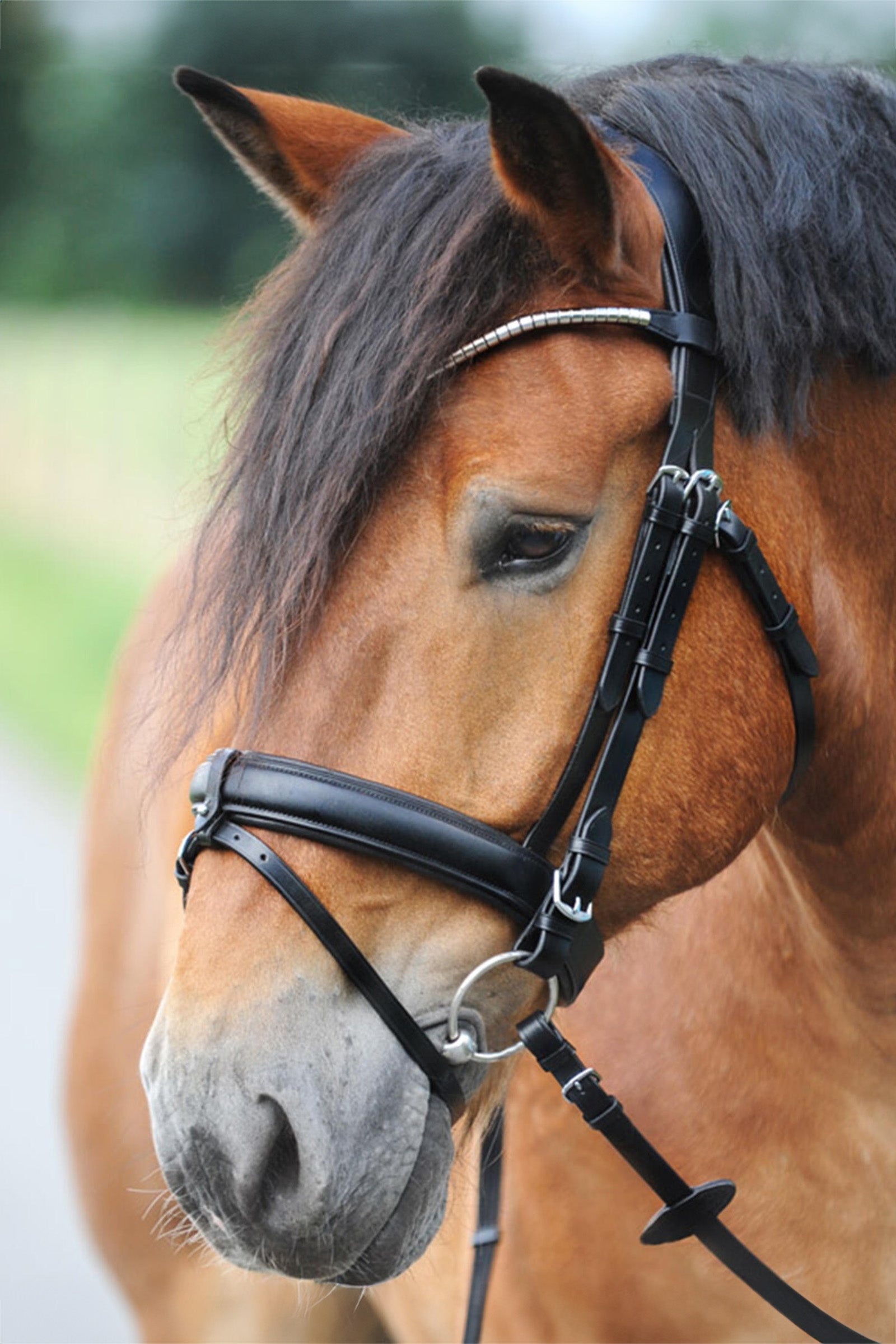 Kavalkade Clinchesse Bridle Hodelag & Tøyler