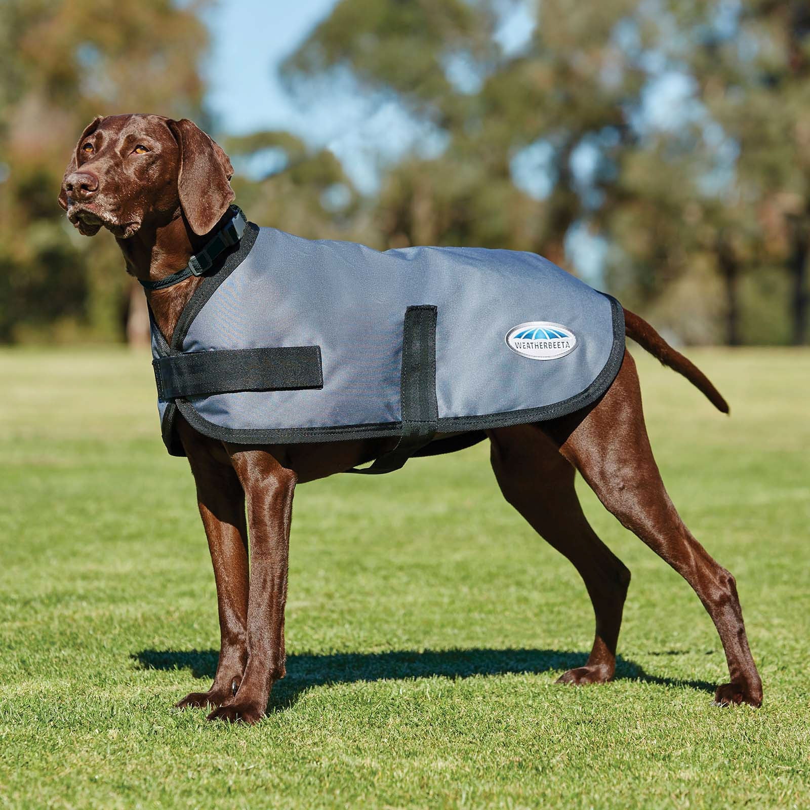 Weatherbeeta Comfitec Classic hundedekken, (45-80 cm) Hundeutstyr