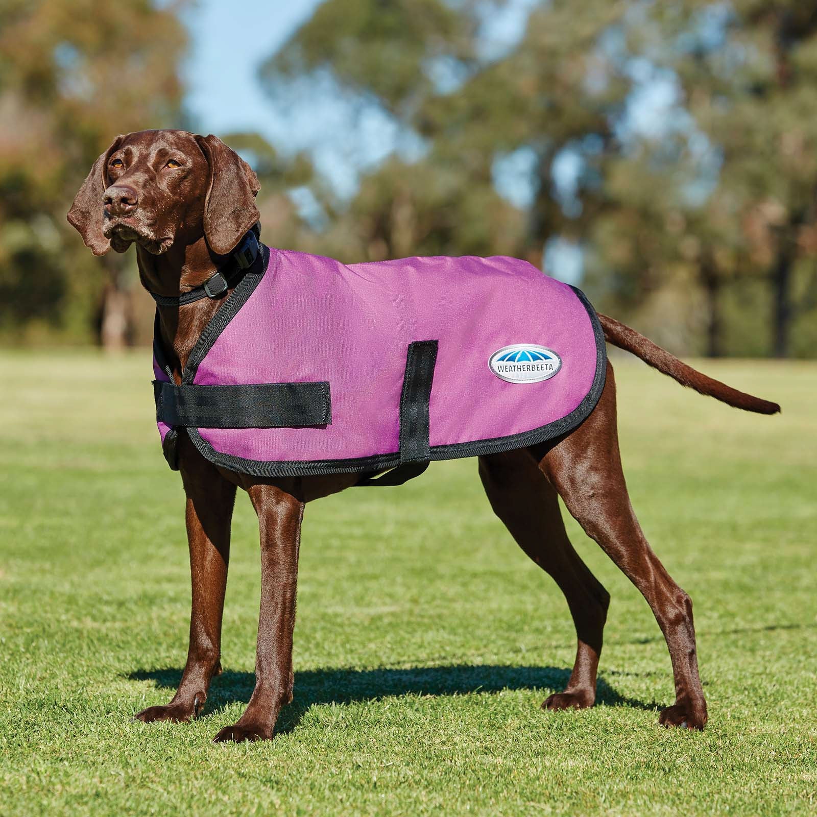 Weatherbeeta Comfitec Classic hundedekken, (45-80 cm) Hundeutstyr