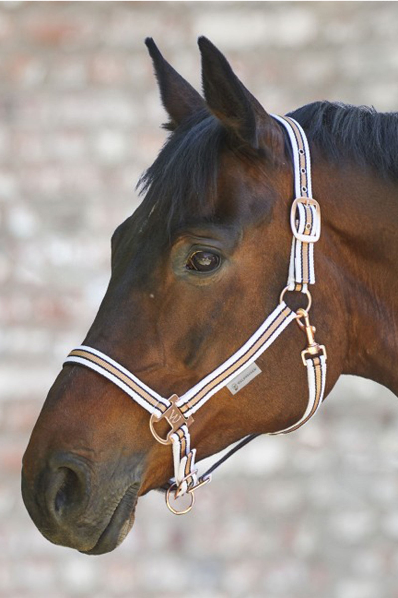 Waldhausen Shine Halter Grimer og leietau