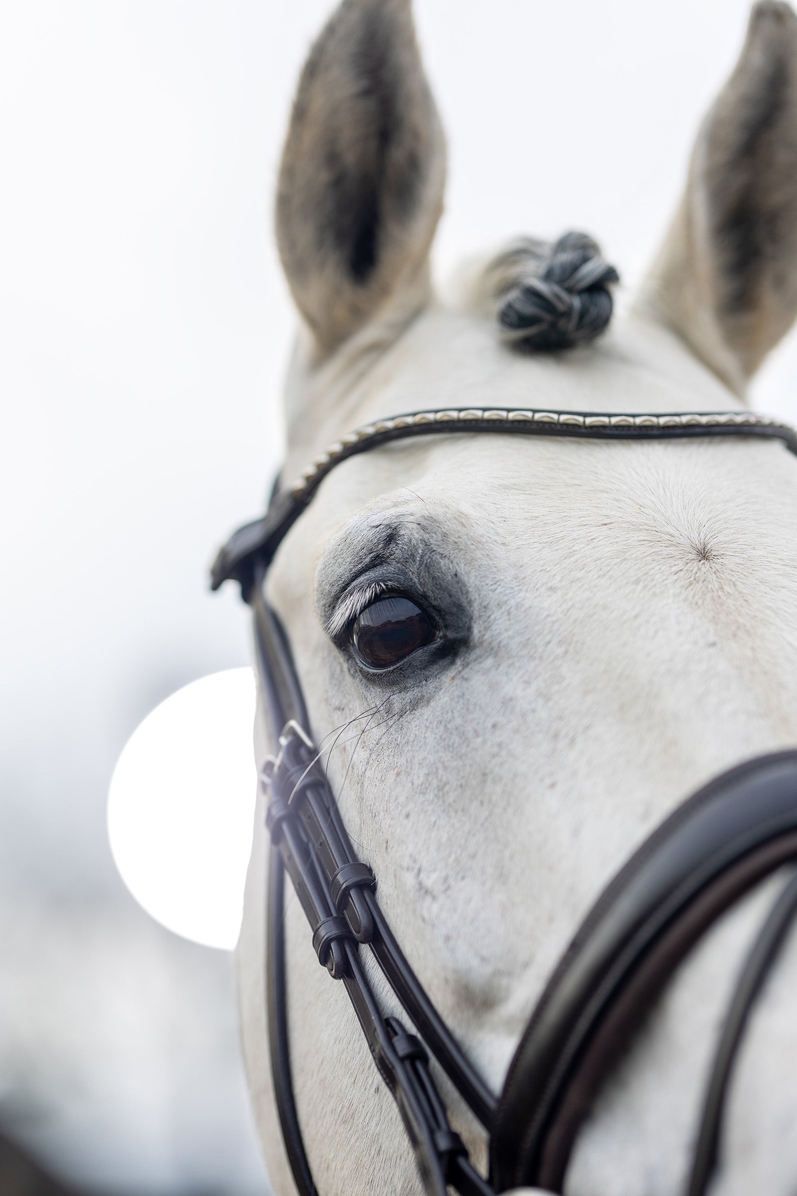 LeMieux Kudos Classic Dressage Bridle Bridles & Reins