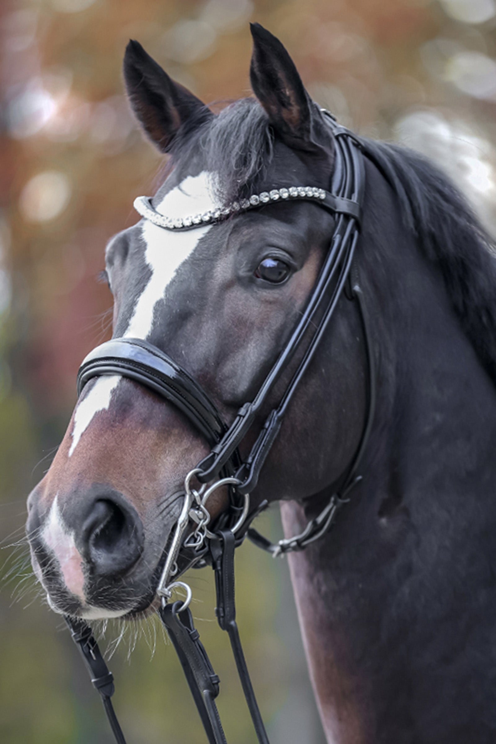 Kavalkade Fleur Double Bridle Hodelag & Tøyler