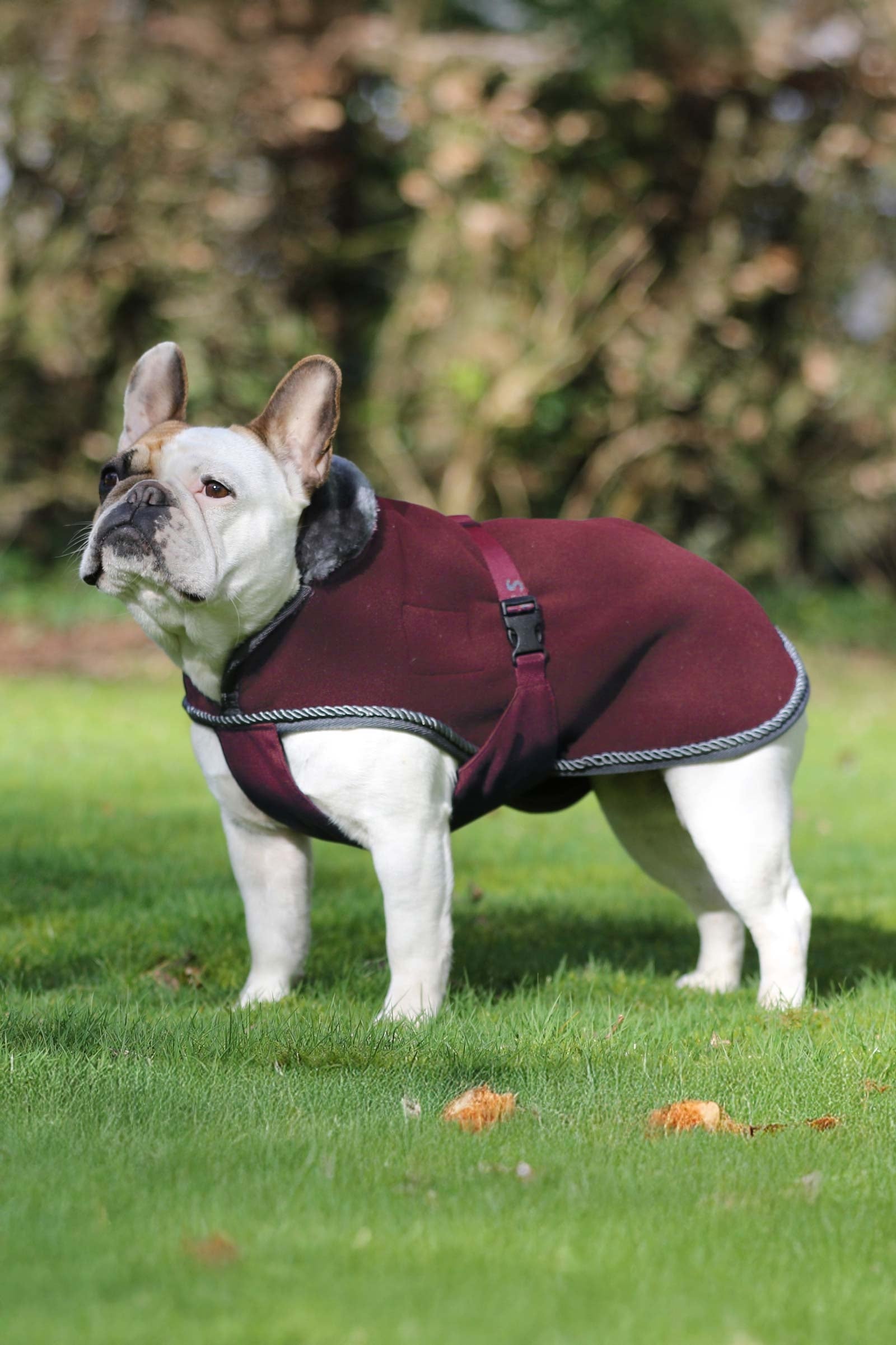 Bucas Show-Line Dog Rug Hundeutstyr