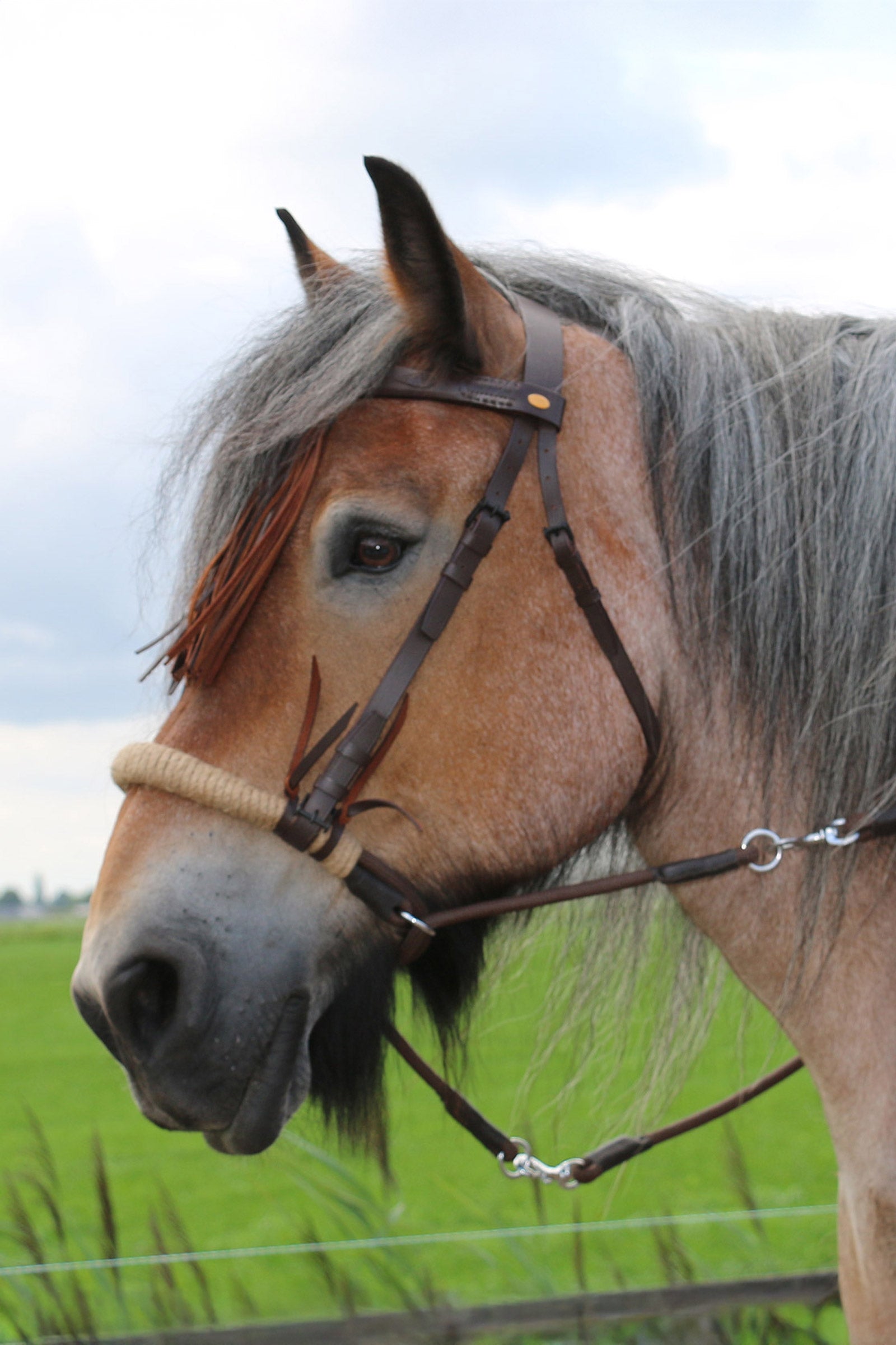F.R.A. Freedom Riding Articles Tinver bittløst hodelag med tøyler (system 4), Shire Hodelag & Tøyler