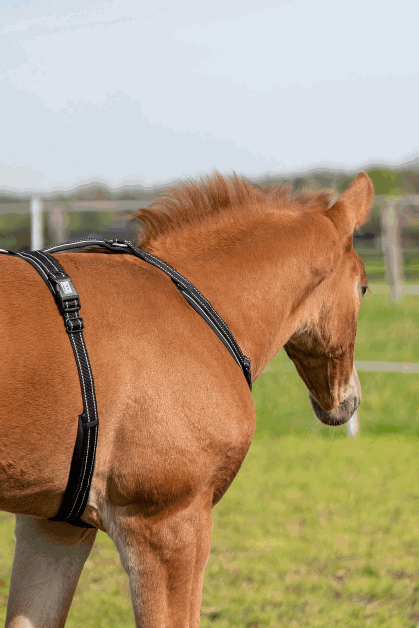 Sprenger Foal Harness Halters & Leads