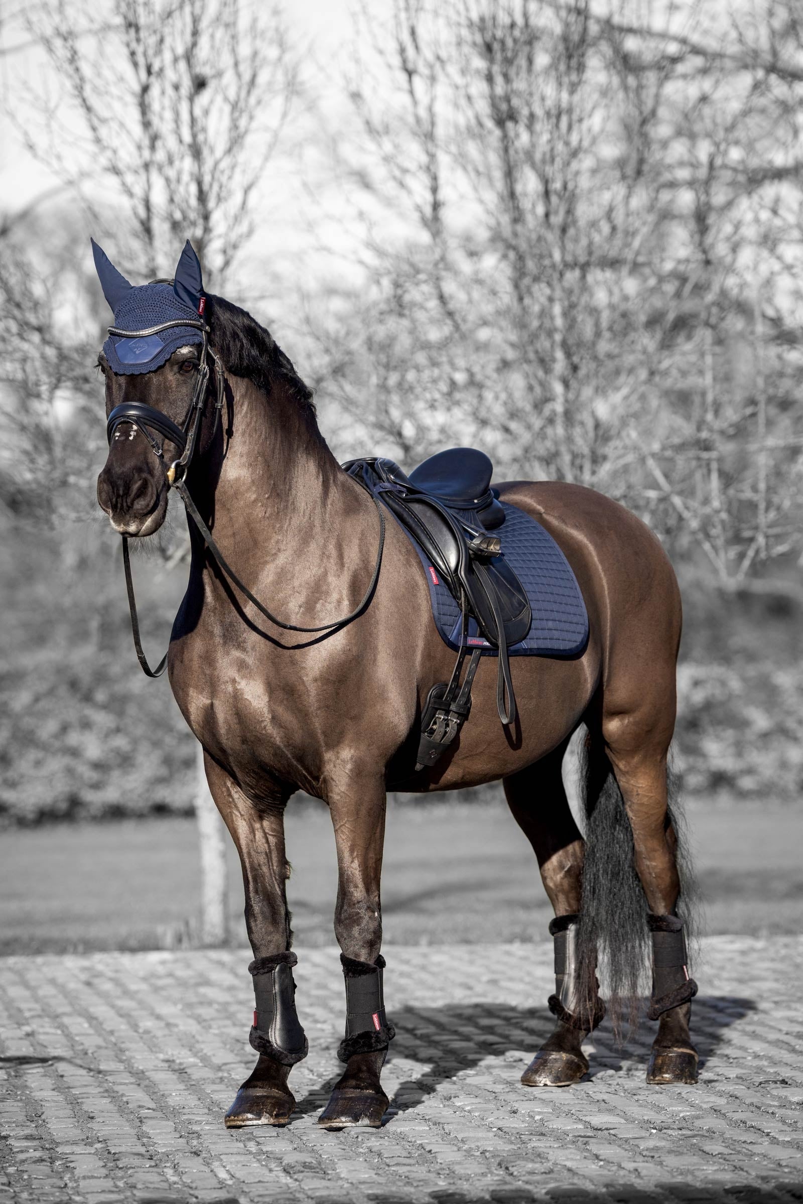 LeMieux Cotton Square Dressage Saddle Pad Saddle Pads