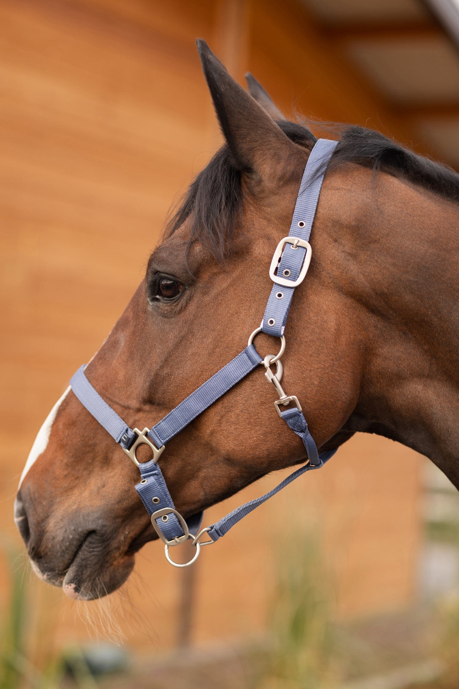 Horze Rose Tonique Halter Halters & Leads