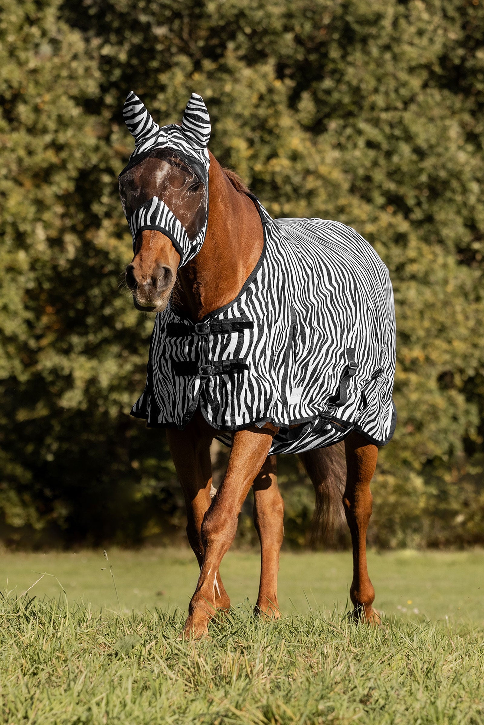 Waldhausen Zebra fluedekken med rette gjordstropper Dekken