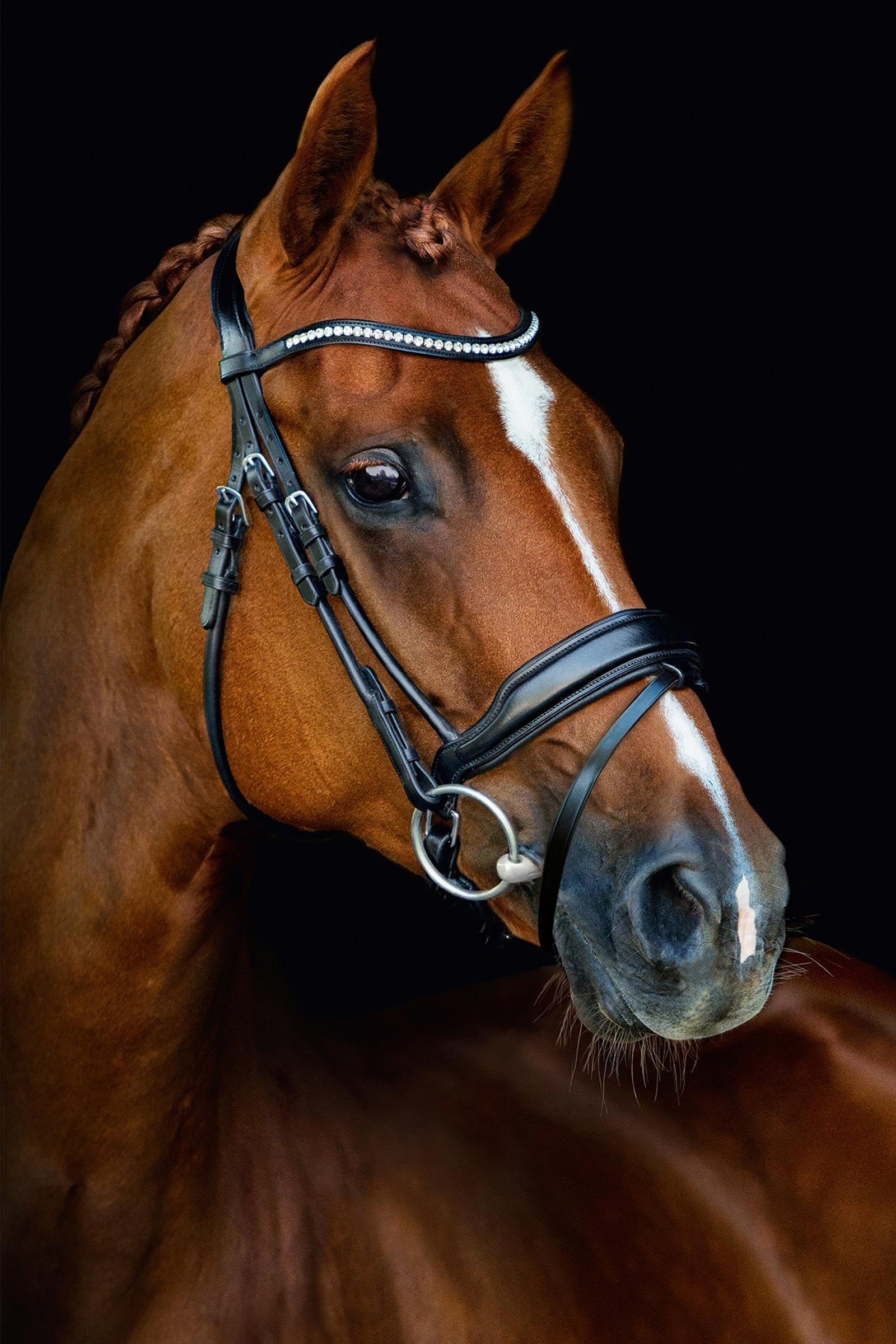 Schockemöhle Sports Malibu Anatomical Dressage Bridle Bridles & Reins