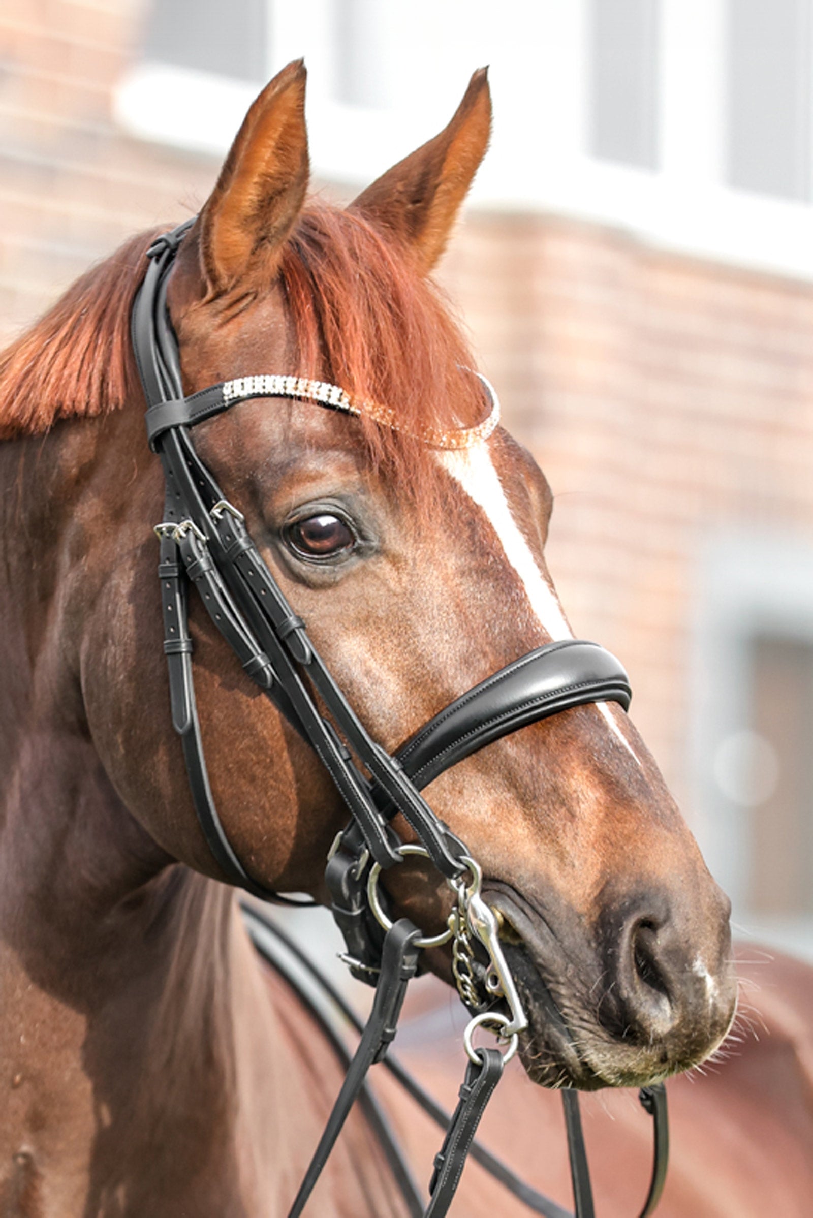 Kavalkade Sonya Weymouth Bridle Hodelag & Tøyler