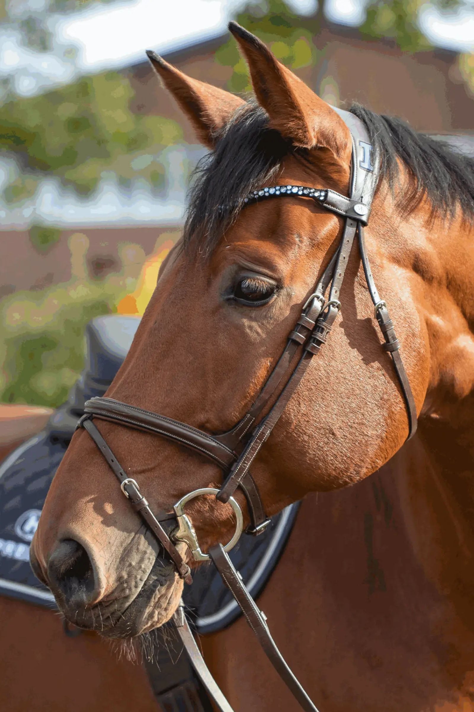 Sprenger Novocontact Eggbutt Bit 14mm Single Jointed Sensogan D-Shaped Rings Horse Bits