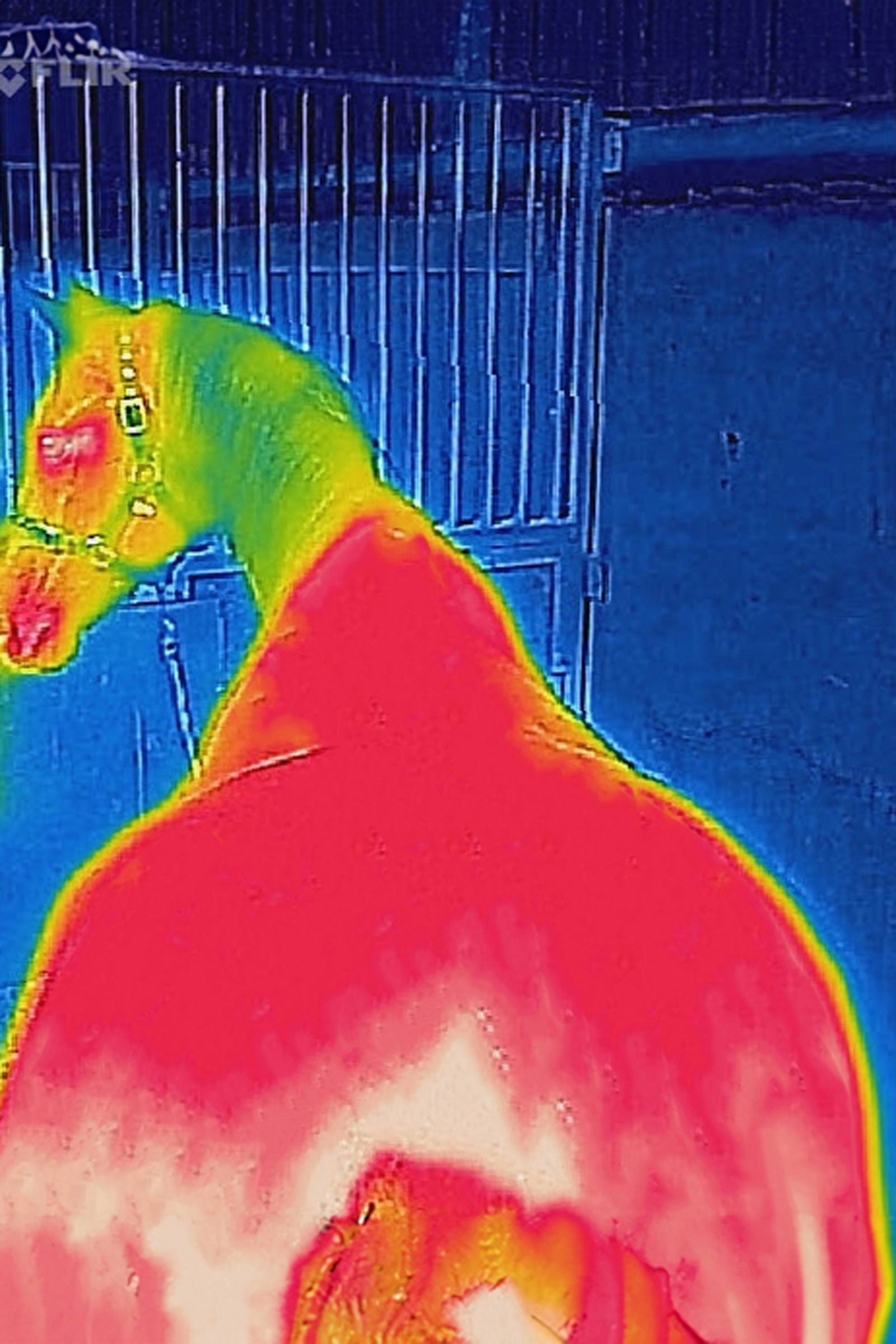 Bucas Therapy Turnout Rug, 150g Horse Rugs