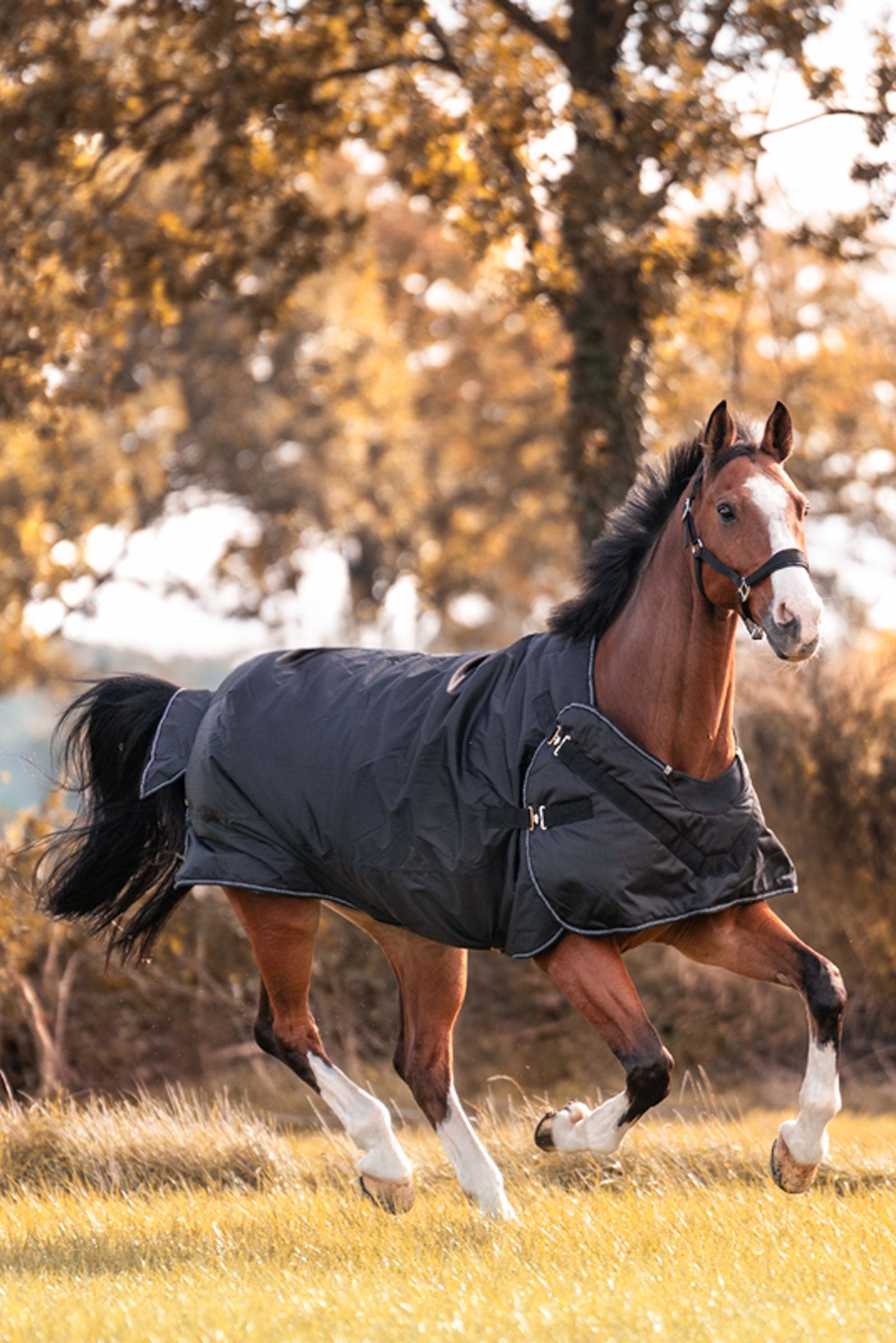 Kavalkade Halifax 2in1 Turnout and Walker Rug 50g Horse Rugs