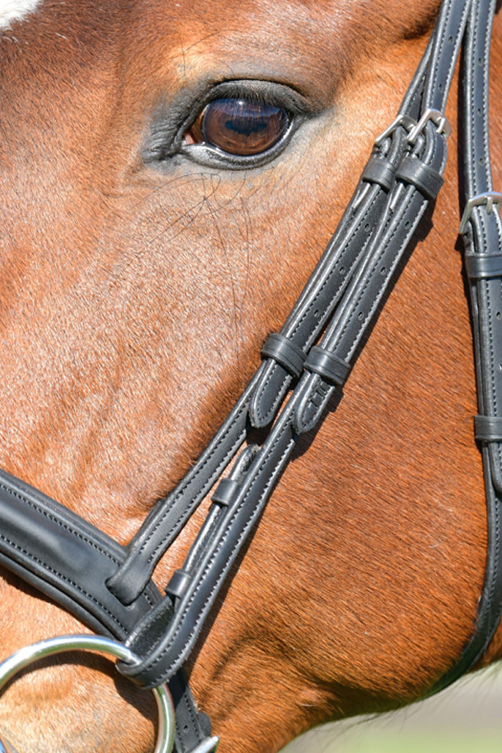 Collegiate Comfitec Opulux Plain Padded Hanoverian Flash Bridle Bridles & Reins