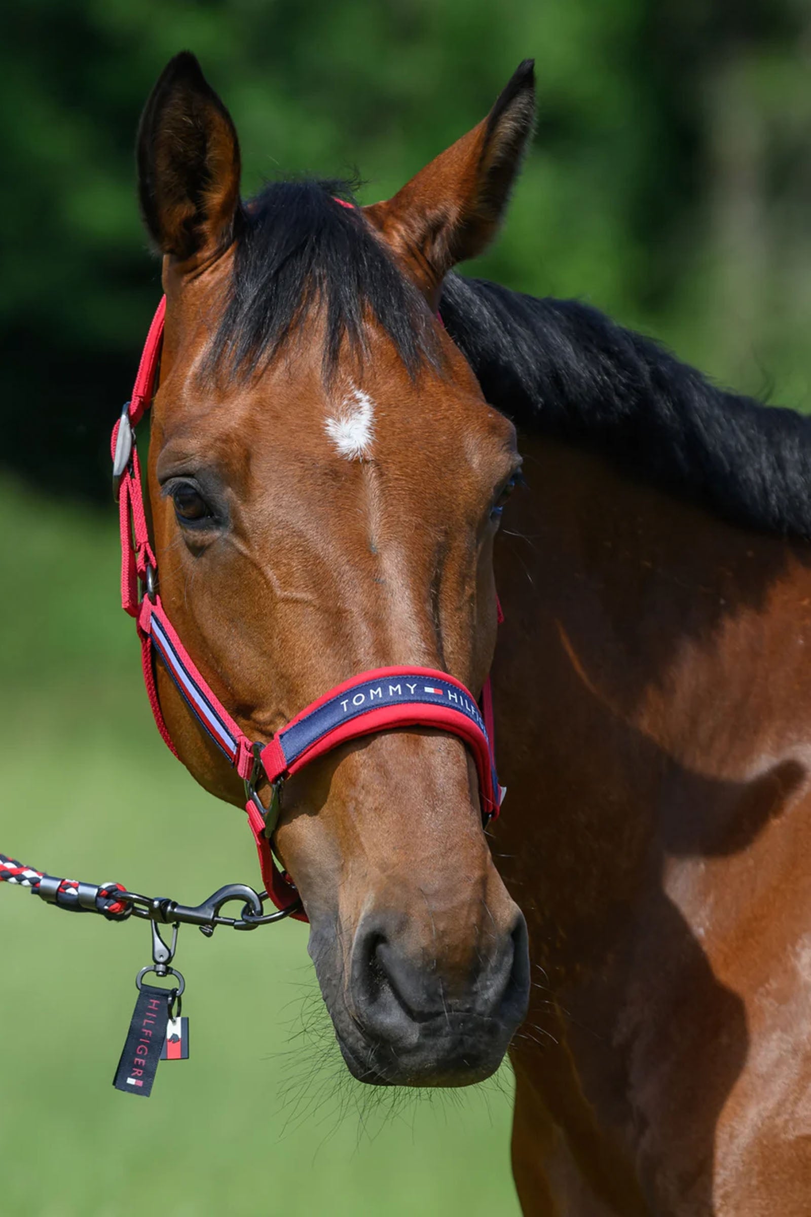 Tommy Hilfiger Equestrian Lincoln Halter Halters & Leads