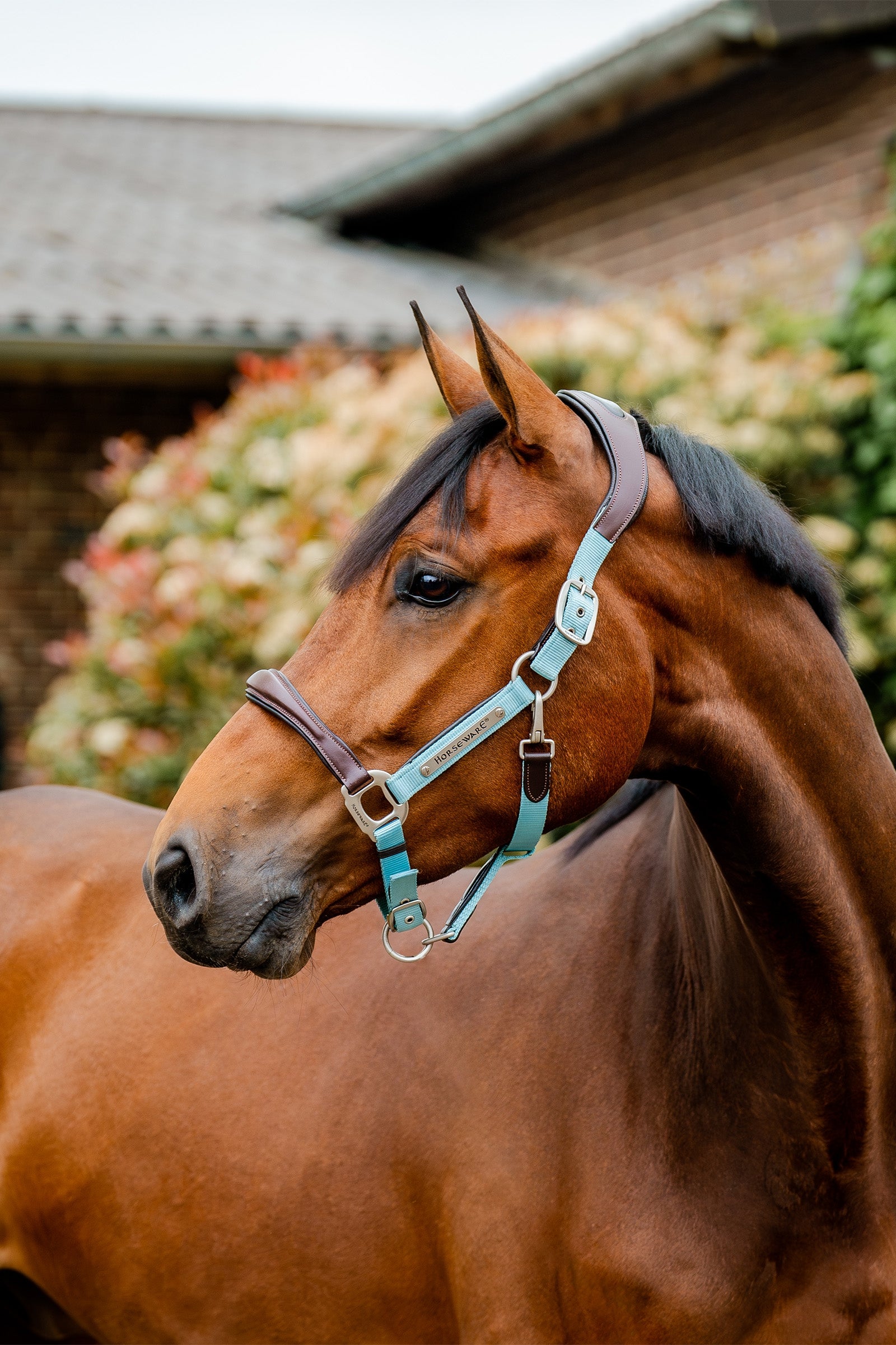 Horseware Signature Show Halter Grimer og leietau