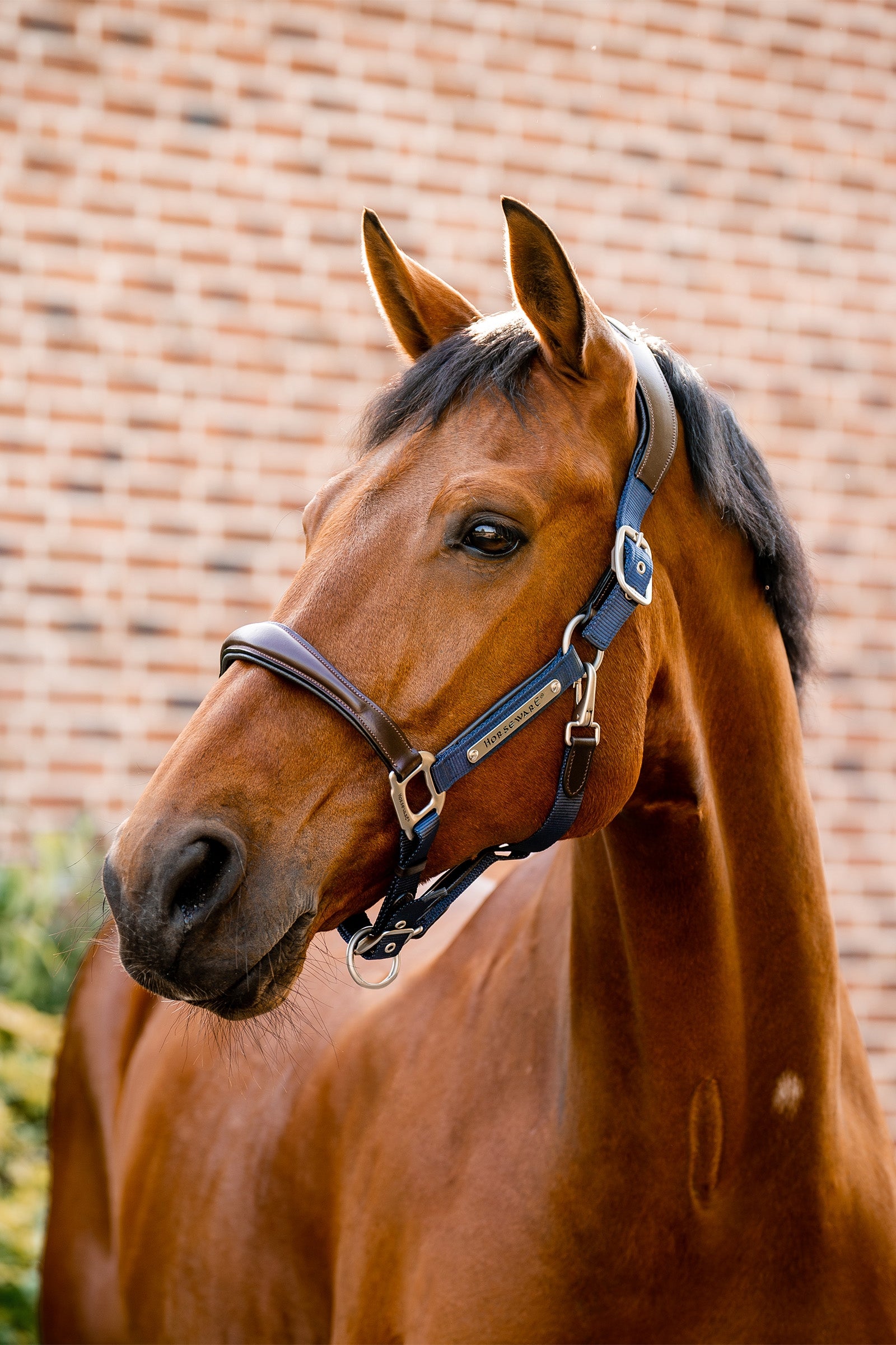 Horseware Signature Show Halter Grimer og leietau