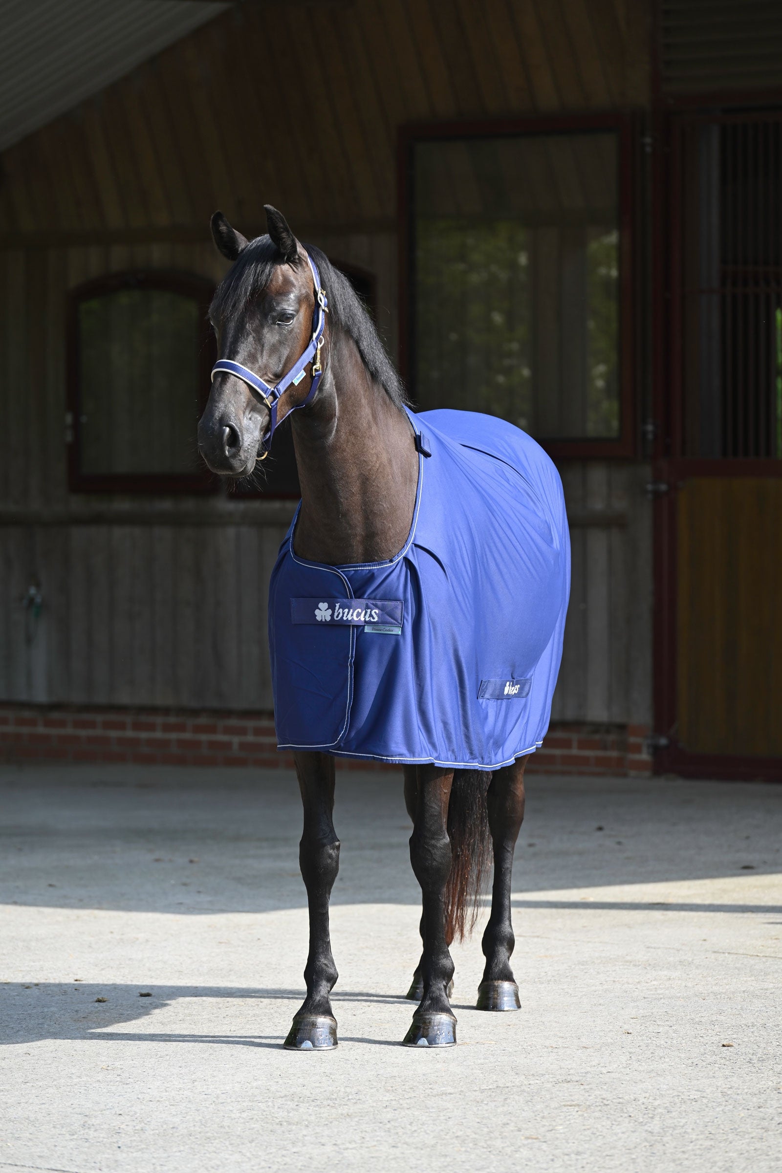Bucas Power Cooler + Neck Set Horse Rugs