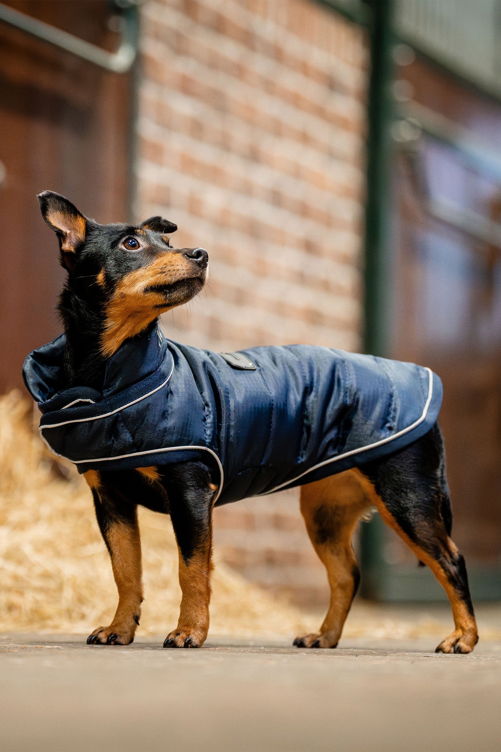 Horseware Signature Hundekappe Hundeutstyr