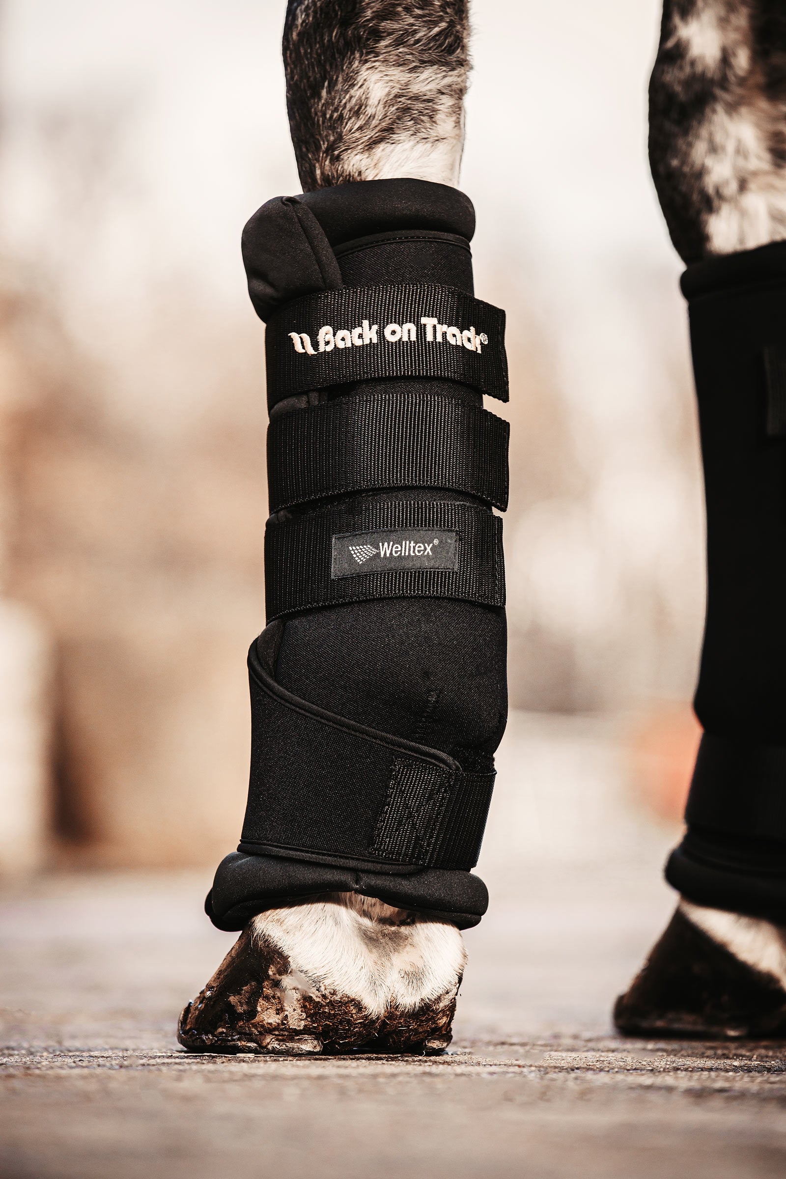 Back on Track Back On Track Quick Royal stallbandasjer Leg Protection & Hoof Protection for Horses