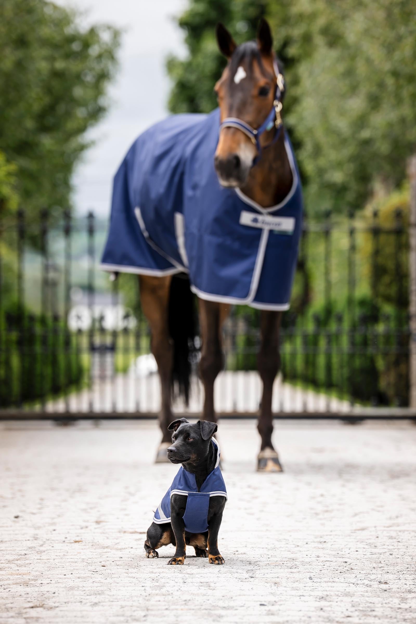 Bucas Freedom Dog Rug, 300g (50-75 cm) Dog Accesories