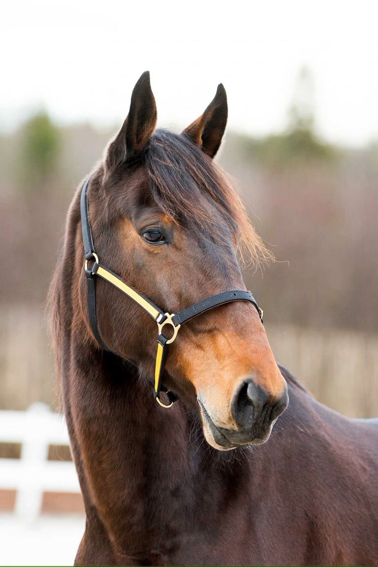 Finntack Pro syntetisk Yankee nylongrime med åpningsmulighet over mulen Grimer og leietau