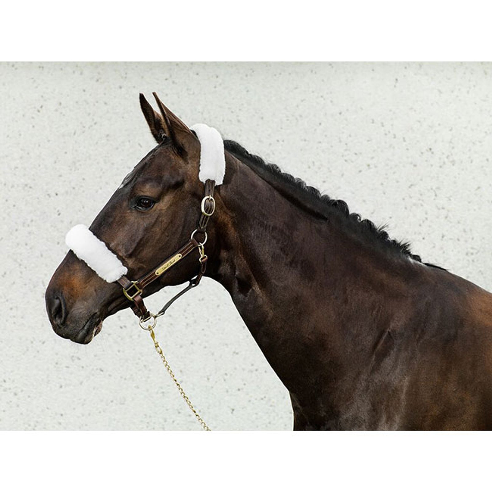 Back on Track Back in Track grimetrekk Grimer og leietau