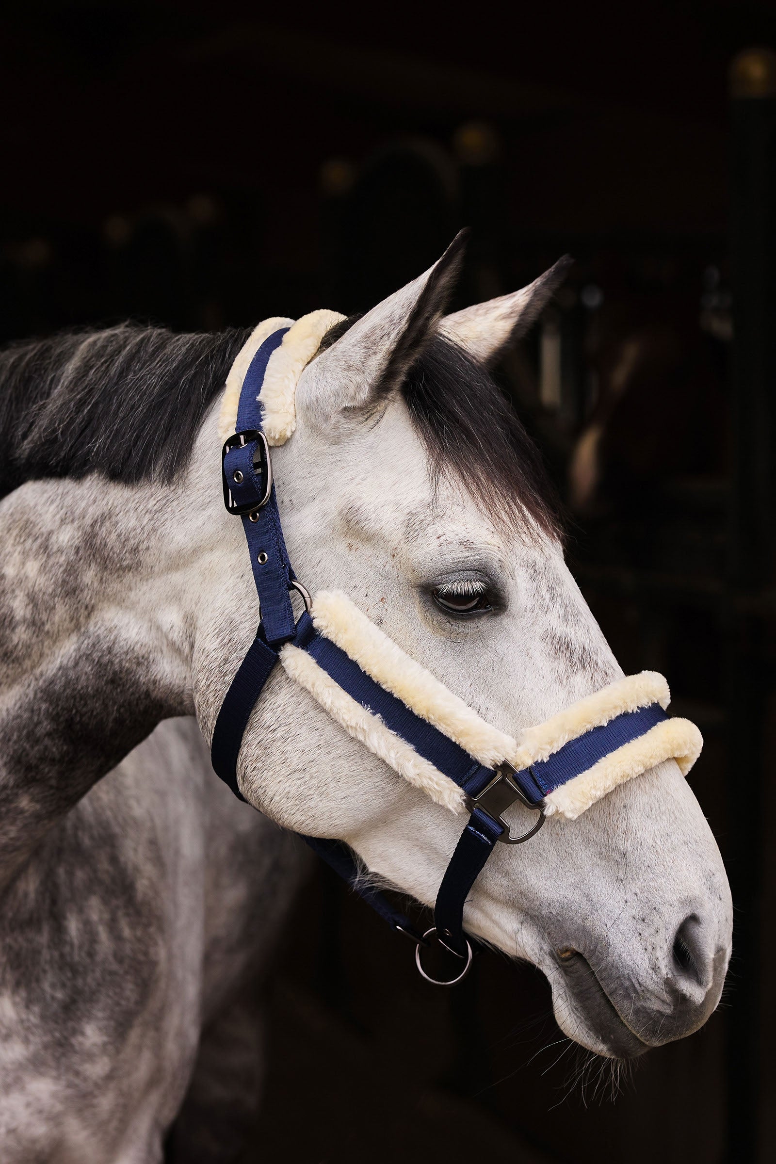 Horze Marquess Halter Halters & Leads