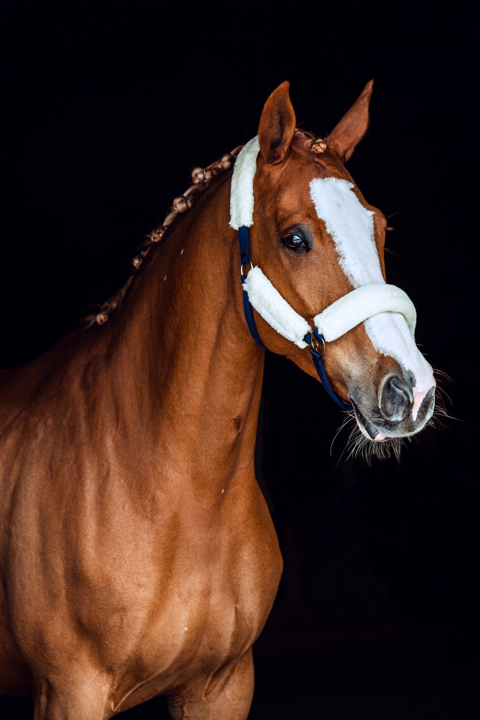 Horze Lincoln Halter with Fur Halters & Leads