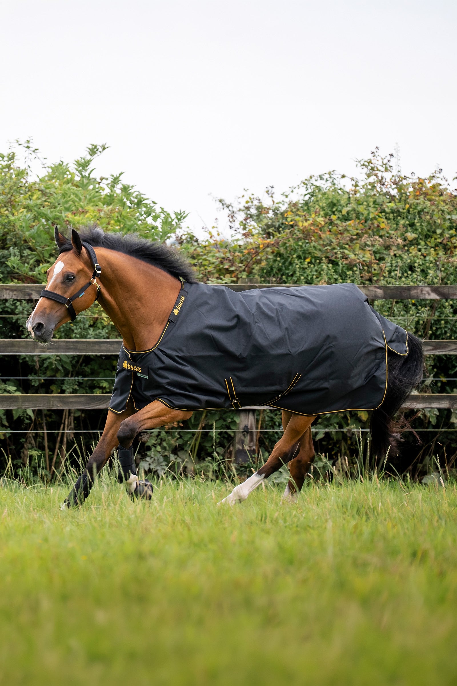 Bucas Irish Turnout Rug, 50g Horse Rugs