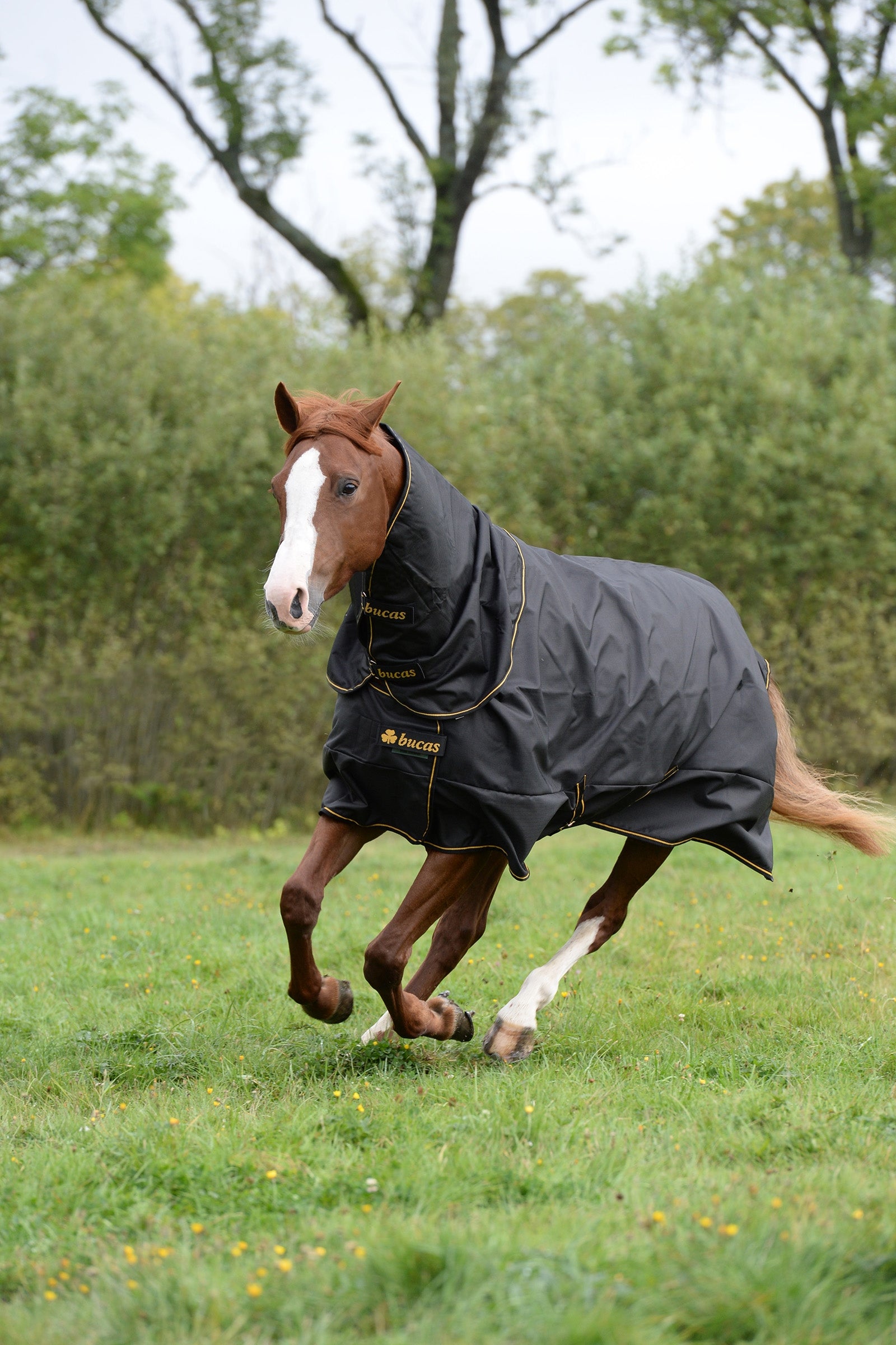 Bucas Irish turnout Extra, ponni Dekken