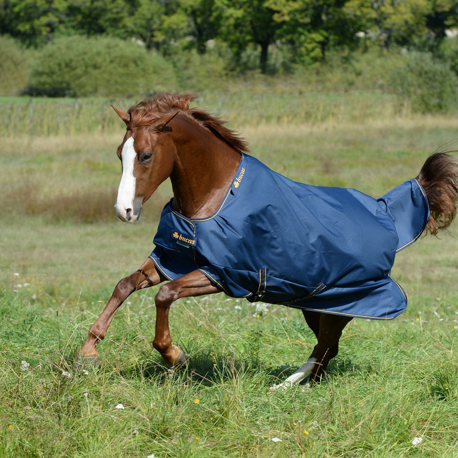 Bucas Irish turnout Extra, ponni Dekken
