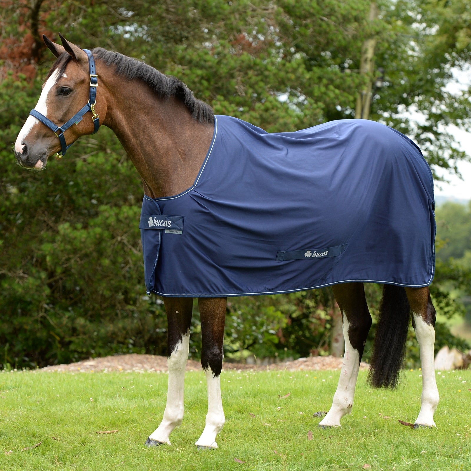 Bucas Shamrock Power ponnidekken Dekken