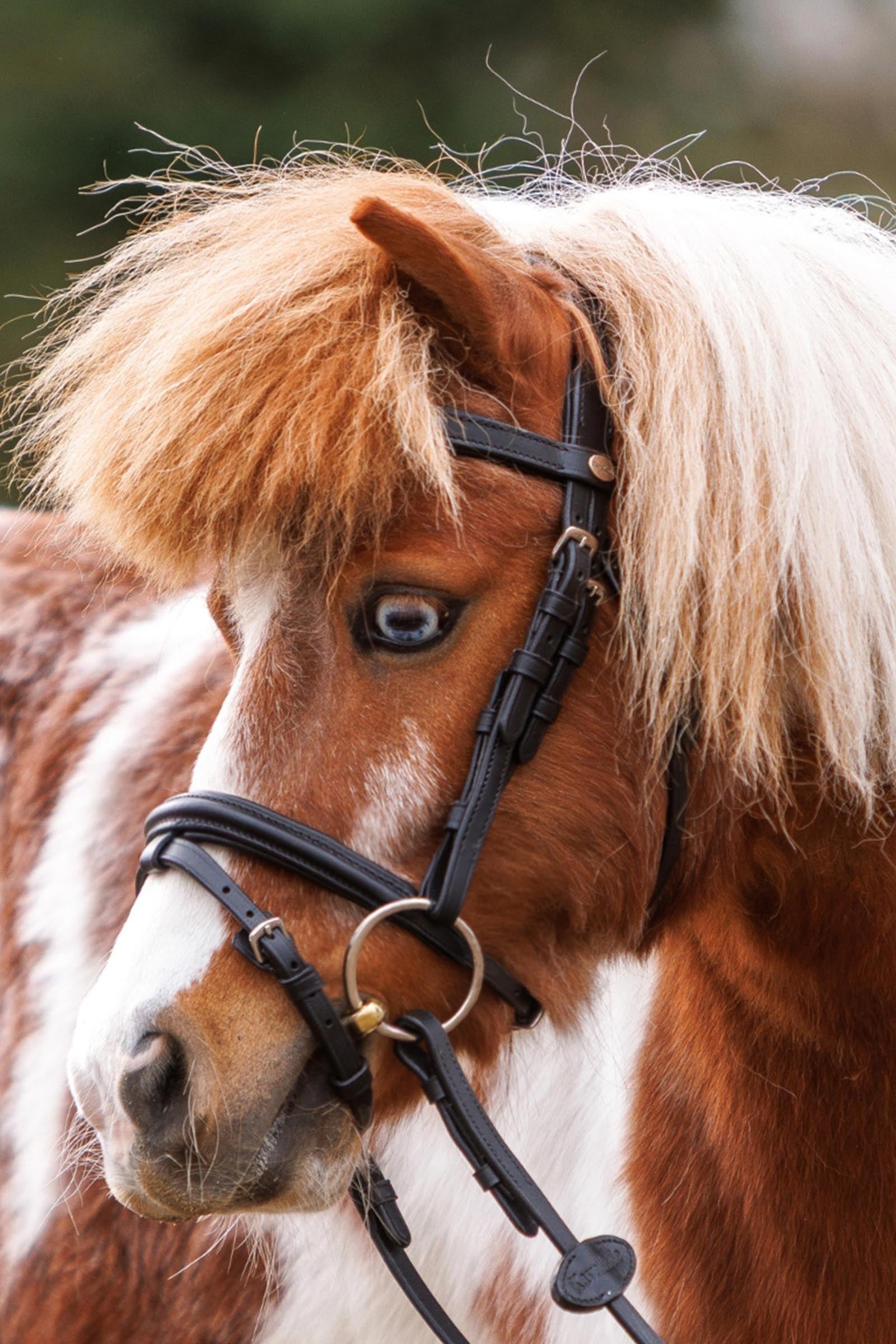 Kavalkade Maja Shetty Bridle English Noseband With Flash Bridles & Reins