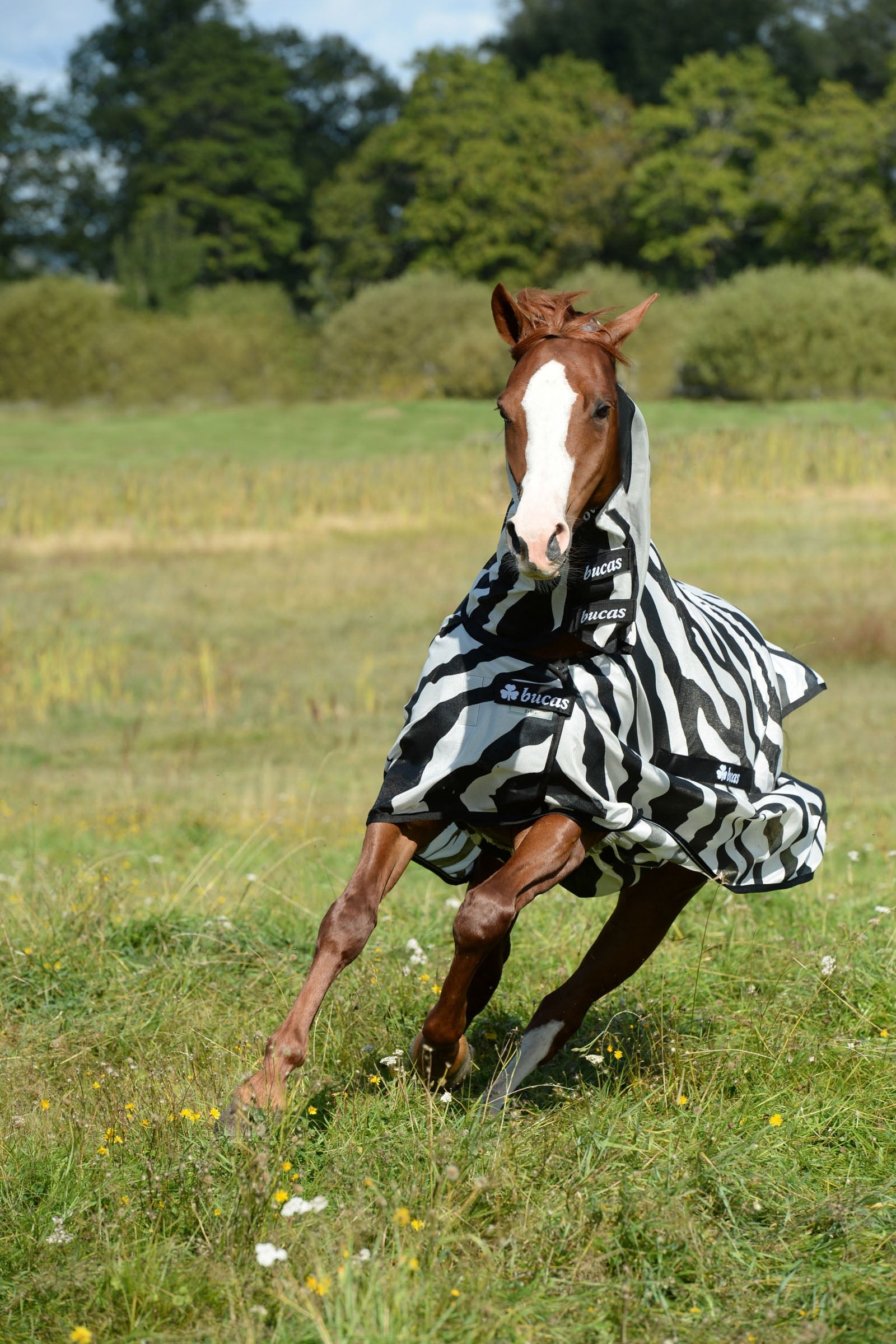 Bucas Buzz Off Zebra Fly Rug with fixed neck Horse Rugs