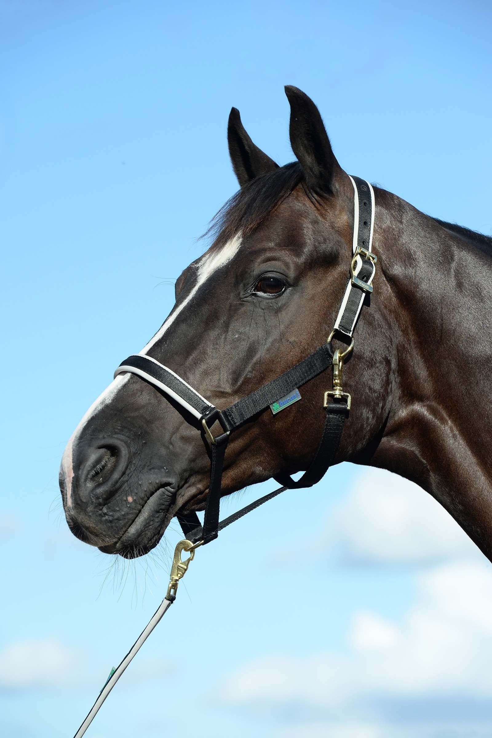 Bucas Dublin, polstret luksusgrime Grimer og leietau