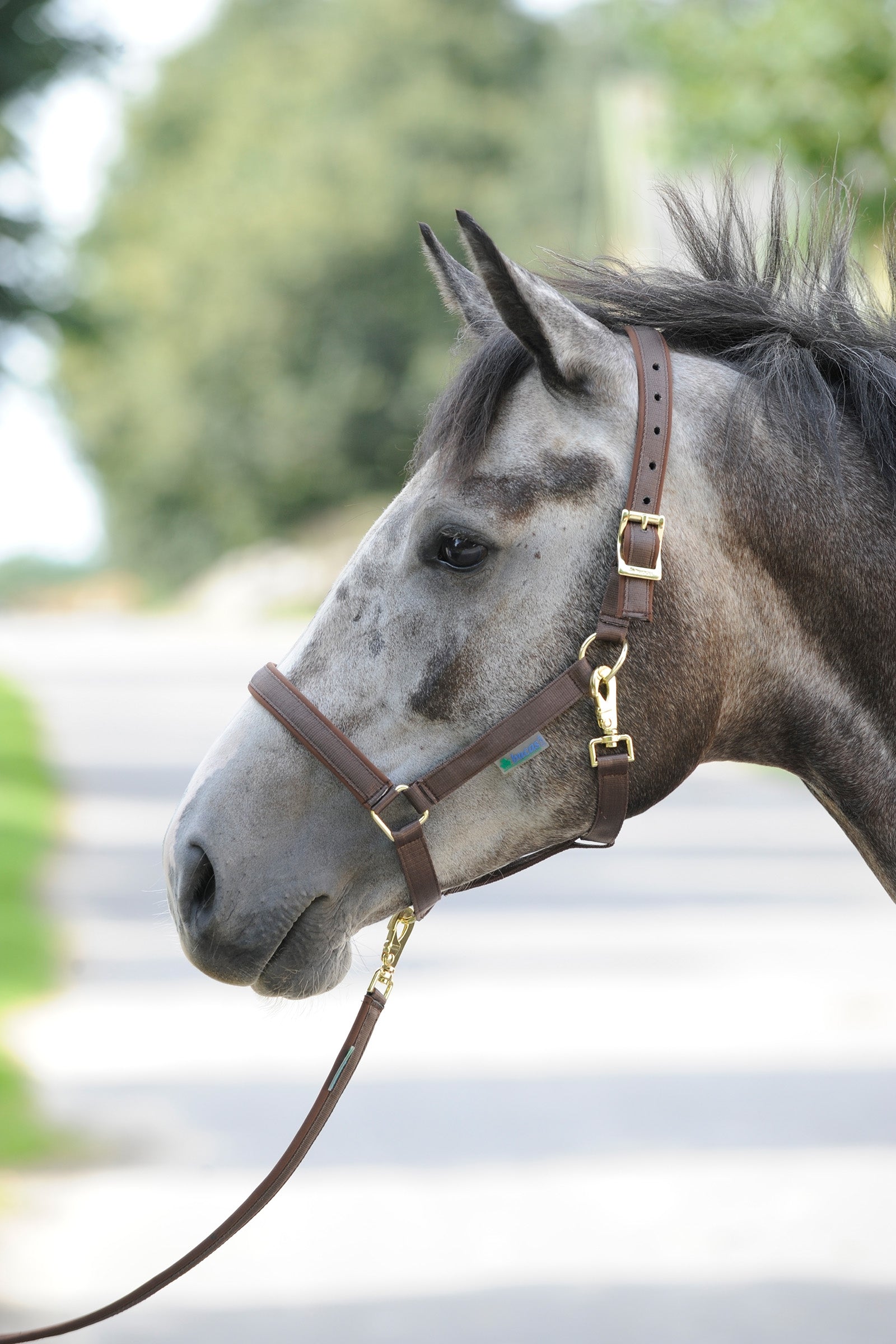 Bucas Dublin, polstret luksusgrime Grimer og leietau