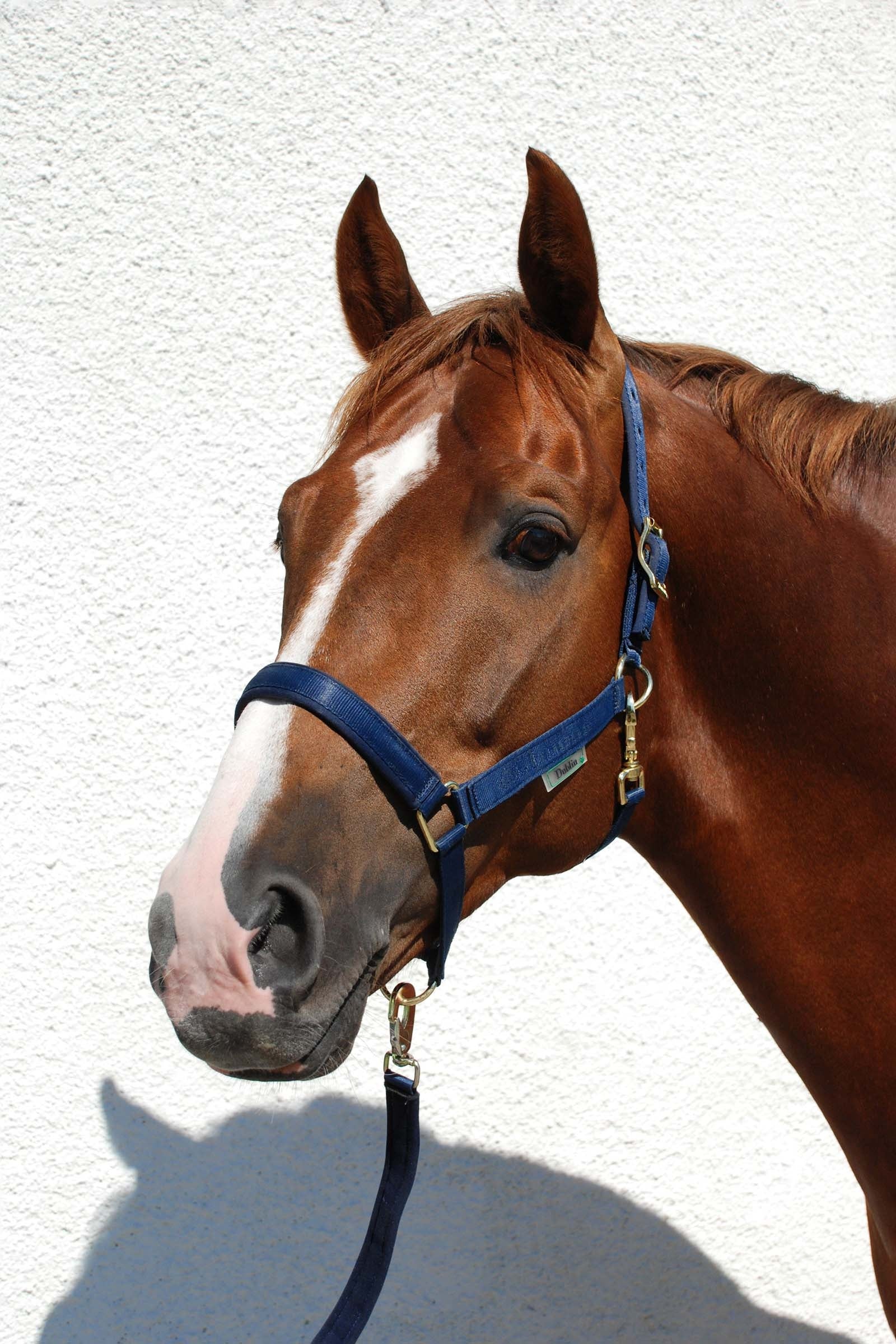 Bucas Dublin, polstret luksusgrime Grimer og leietau