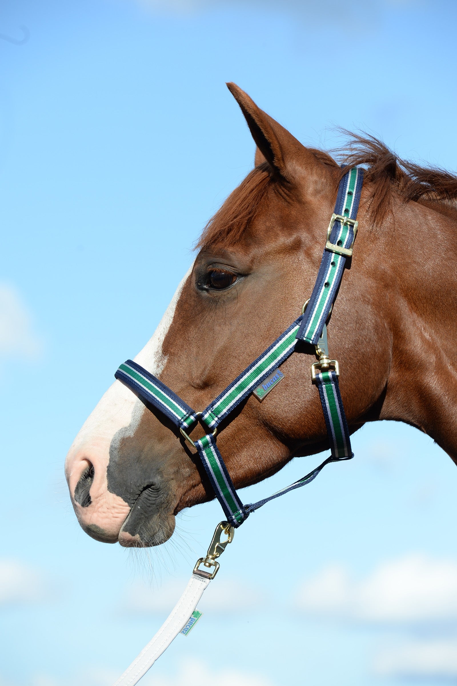 Bucas Dublin, polstret luksusgrime Grimer og leietau