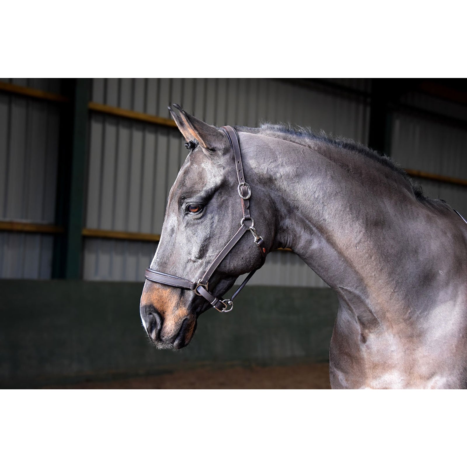 John Whitaker JW RT Headcollar Halters & Leads