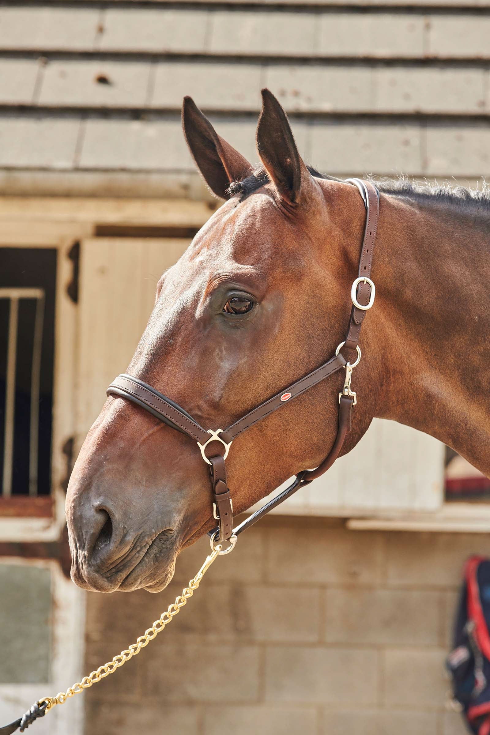 John Whitaker JW RT Headcollar Halters & Leads