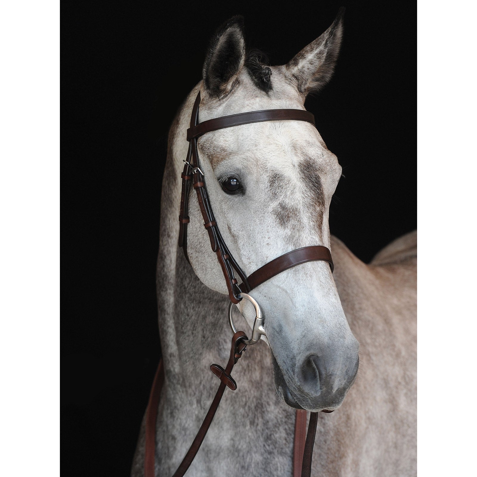 Collegiate Hunt Cavesson hodelag IV Hodelag & Tøyler
