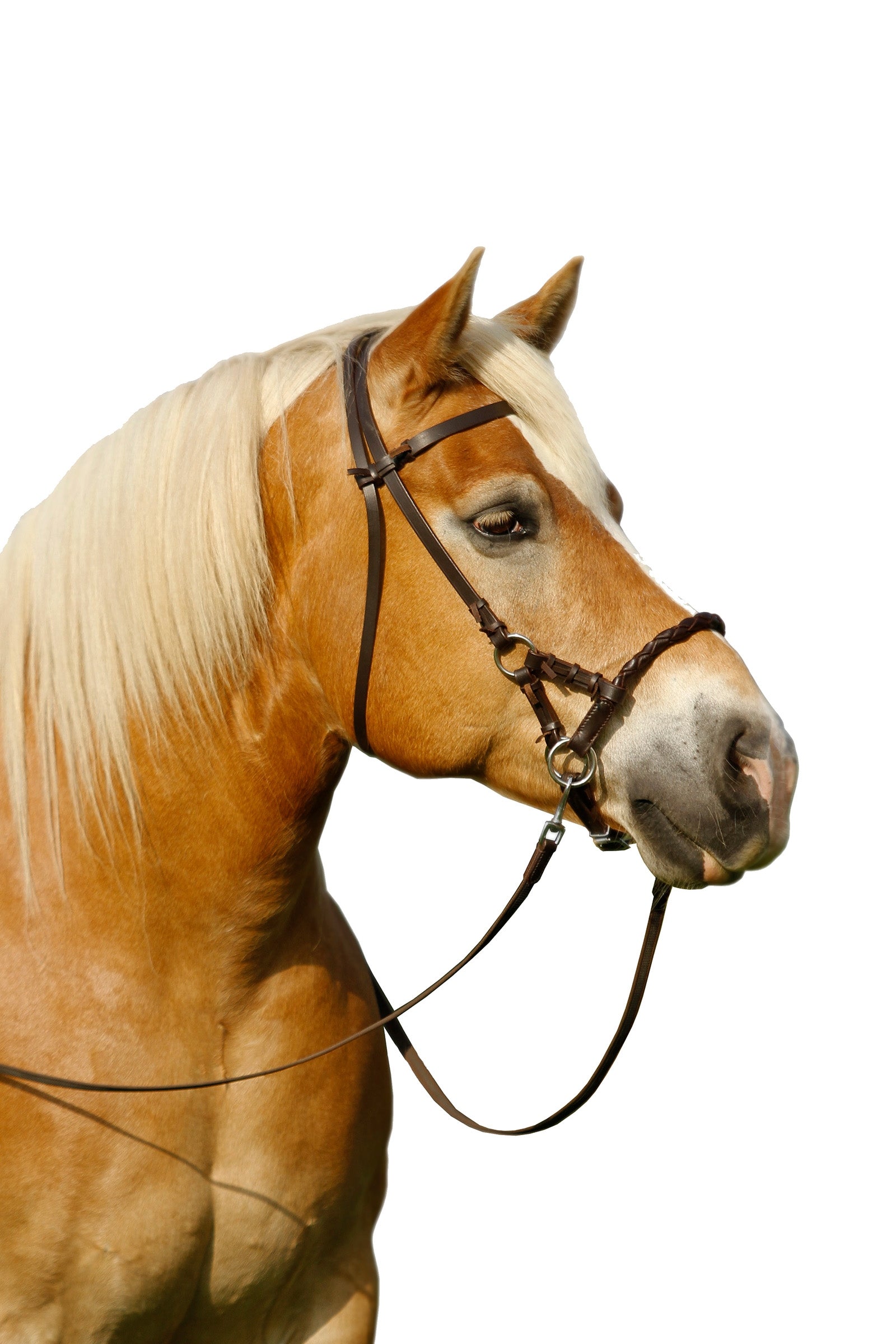 F.R.A. Freedom Riding Articles Pariba Sidepull (System 3) Woven Noseband, w/reins Bridles & Reins