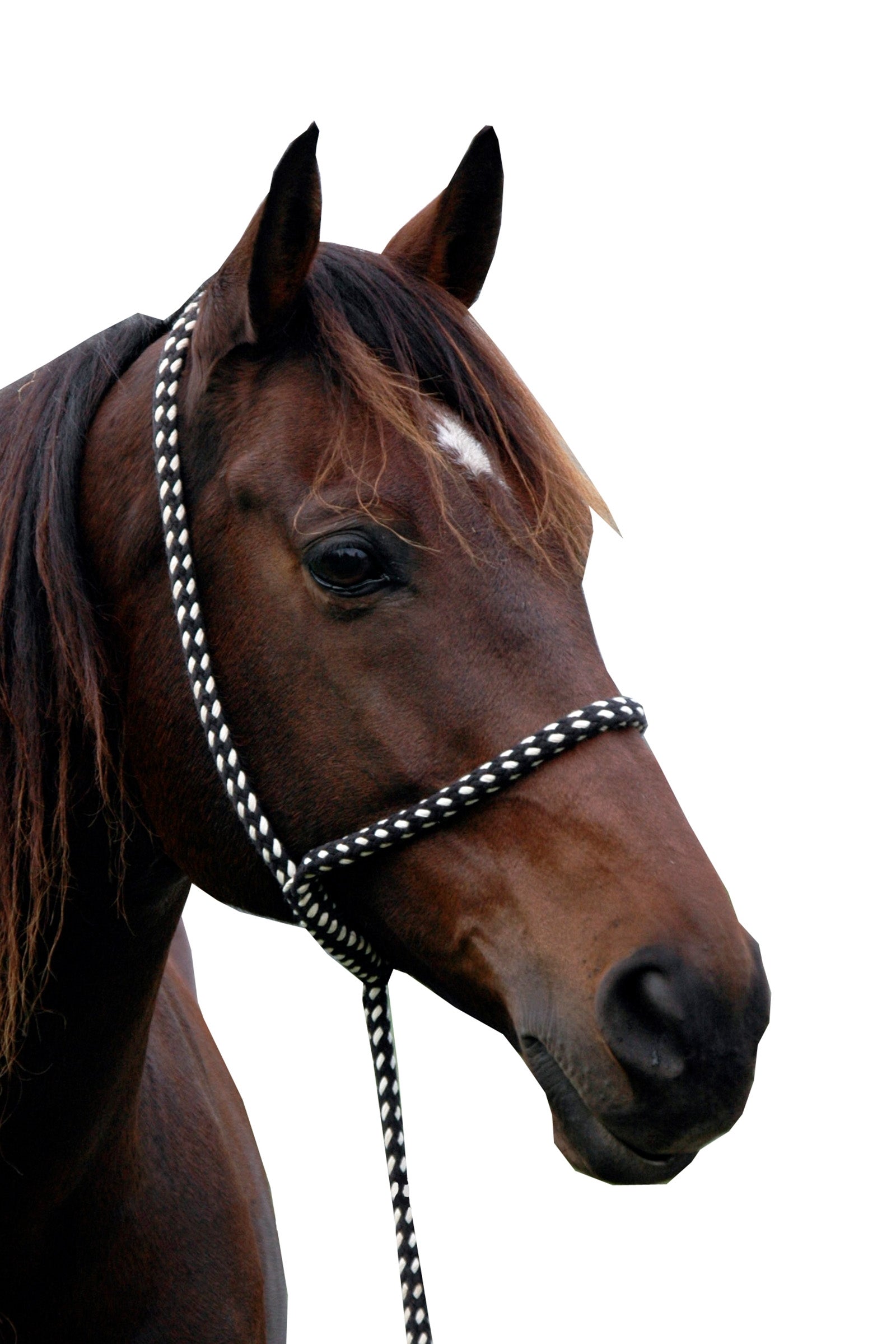 F.R.A. Freedom Riding Articles Shiraz Rope Halter w/ 3m Lead Rope Halters & Leads